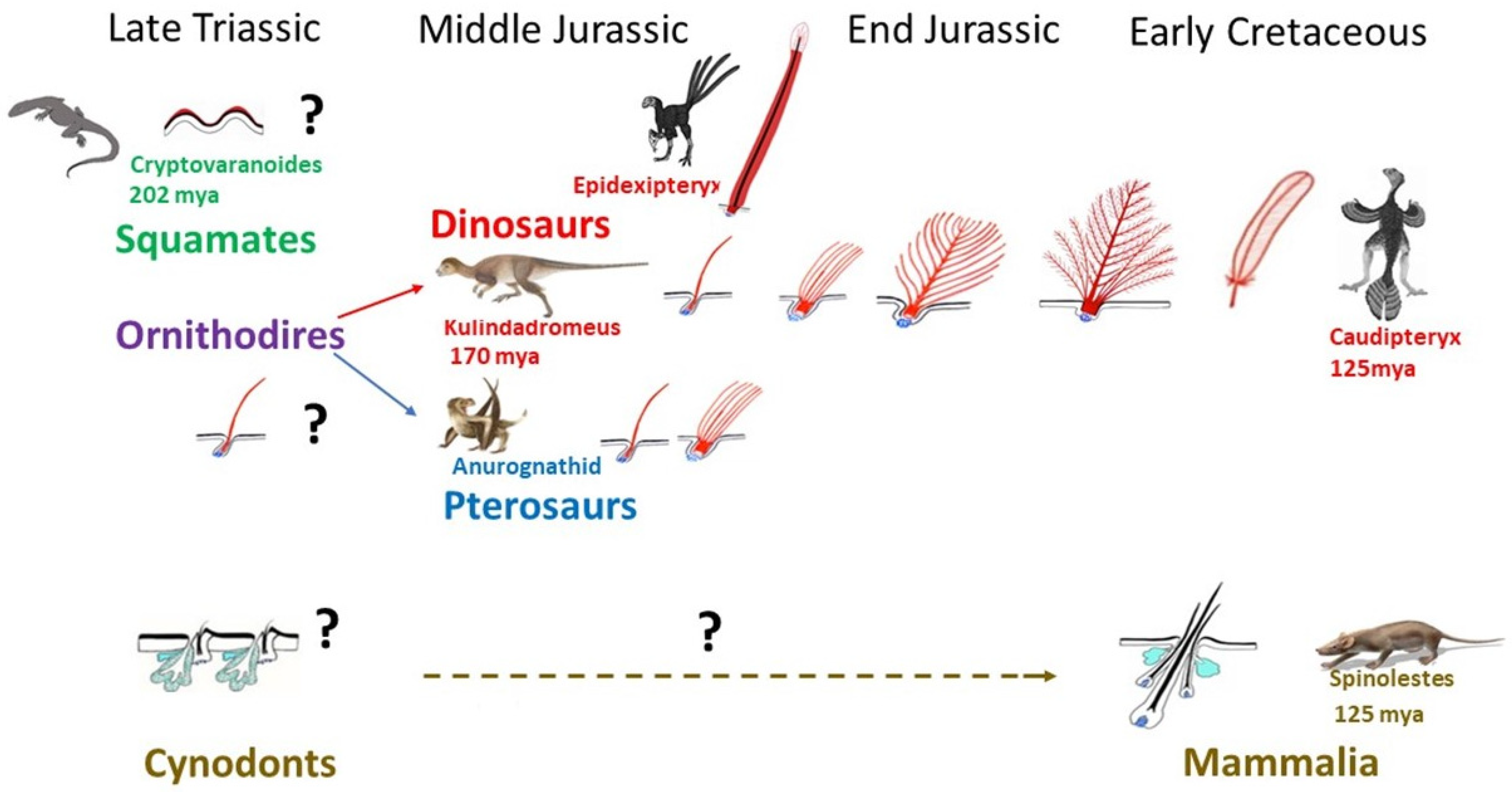 Hair, feathers, and scales: An evolutionary tale