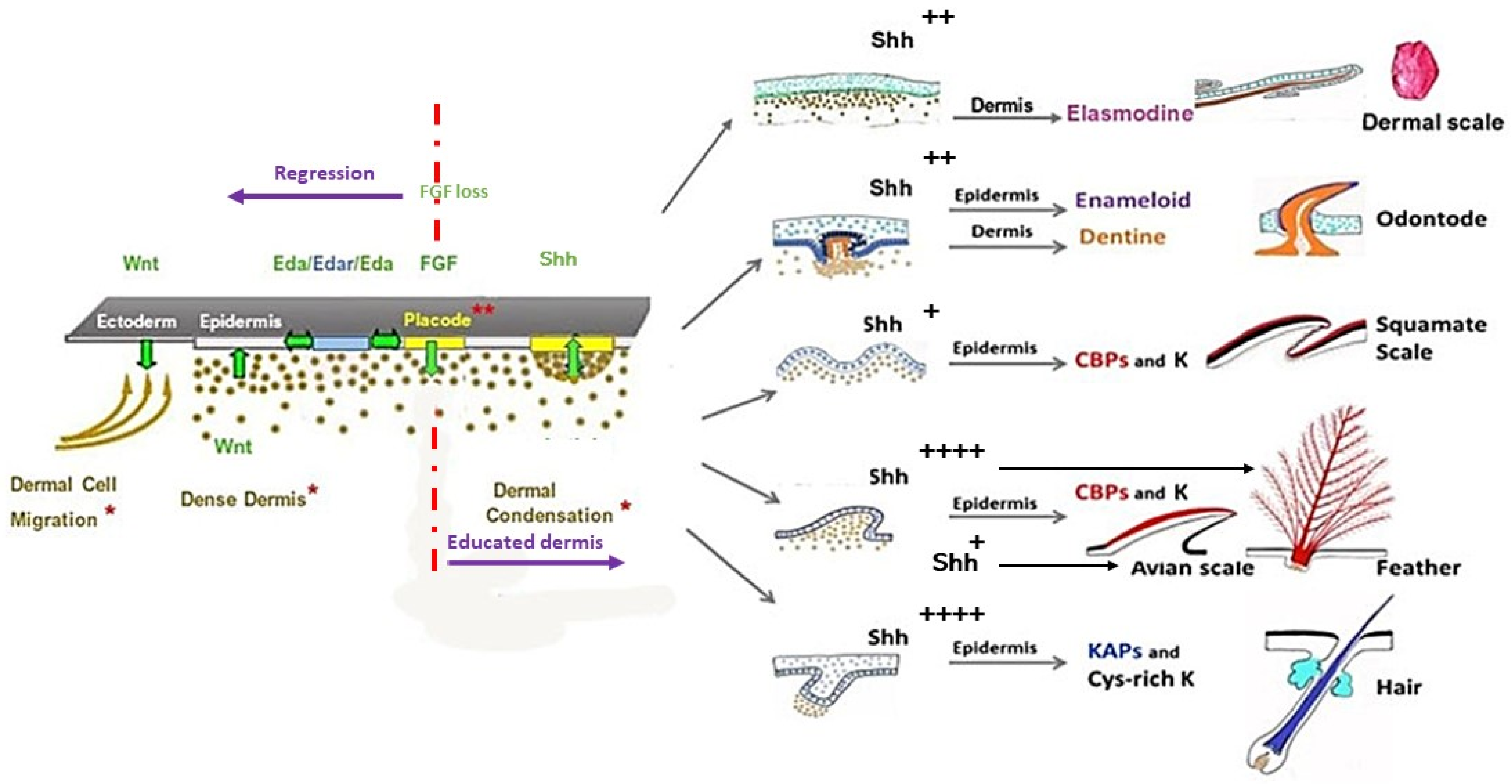 Morphological and Histochemical Description of Quail Feather Development -  Soliman - 2020 - The Anatomical Record - Wiley Online Library