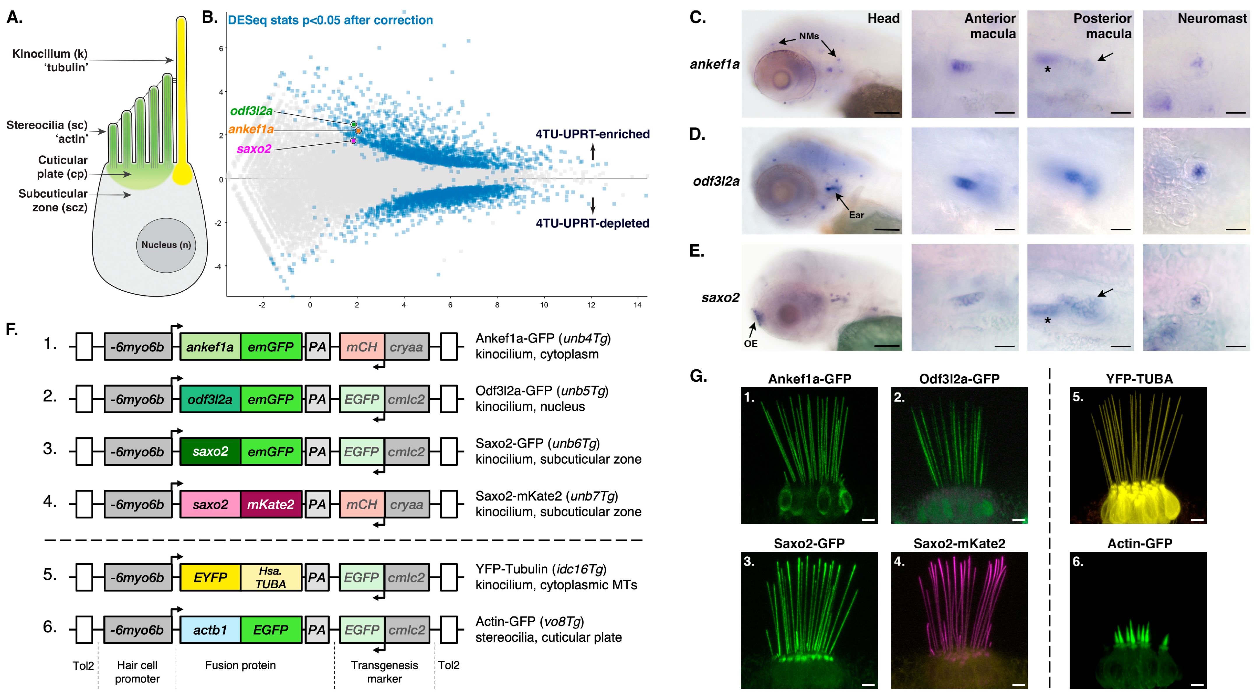 JDB | Free Full-Text | Regionalized Protein Localization Domains in the  Zebrafish Hair Cell Kinocilium