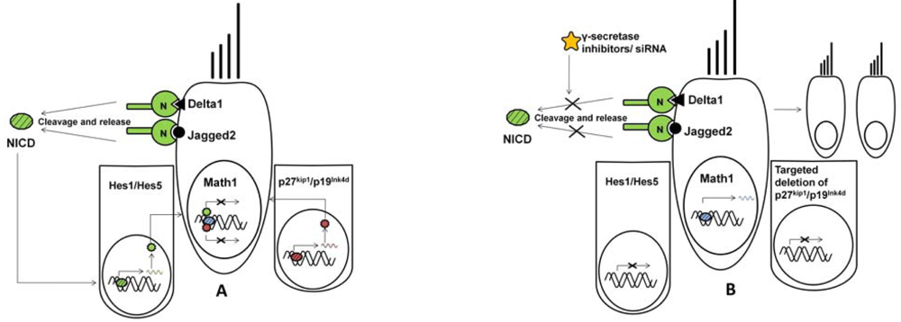 Stem Cell-Based Hair Cell Regeneration and Therapy in the Inner