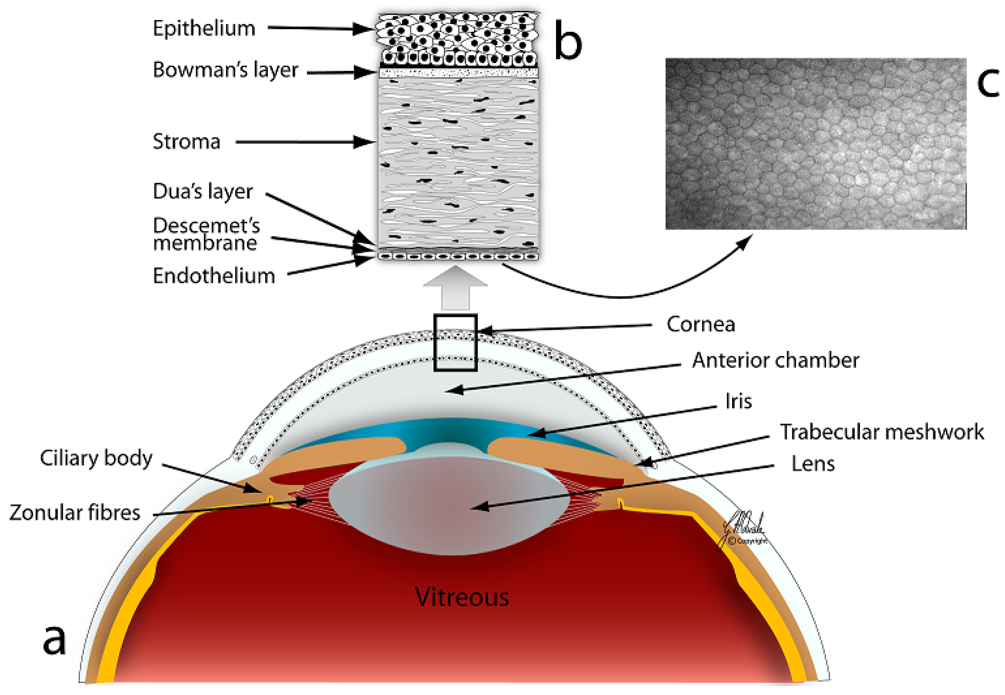 Jfb Free Full Text Substrates For Expansion Of Corneal Endothelial