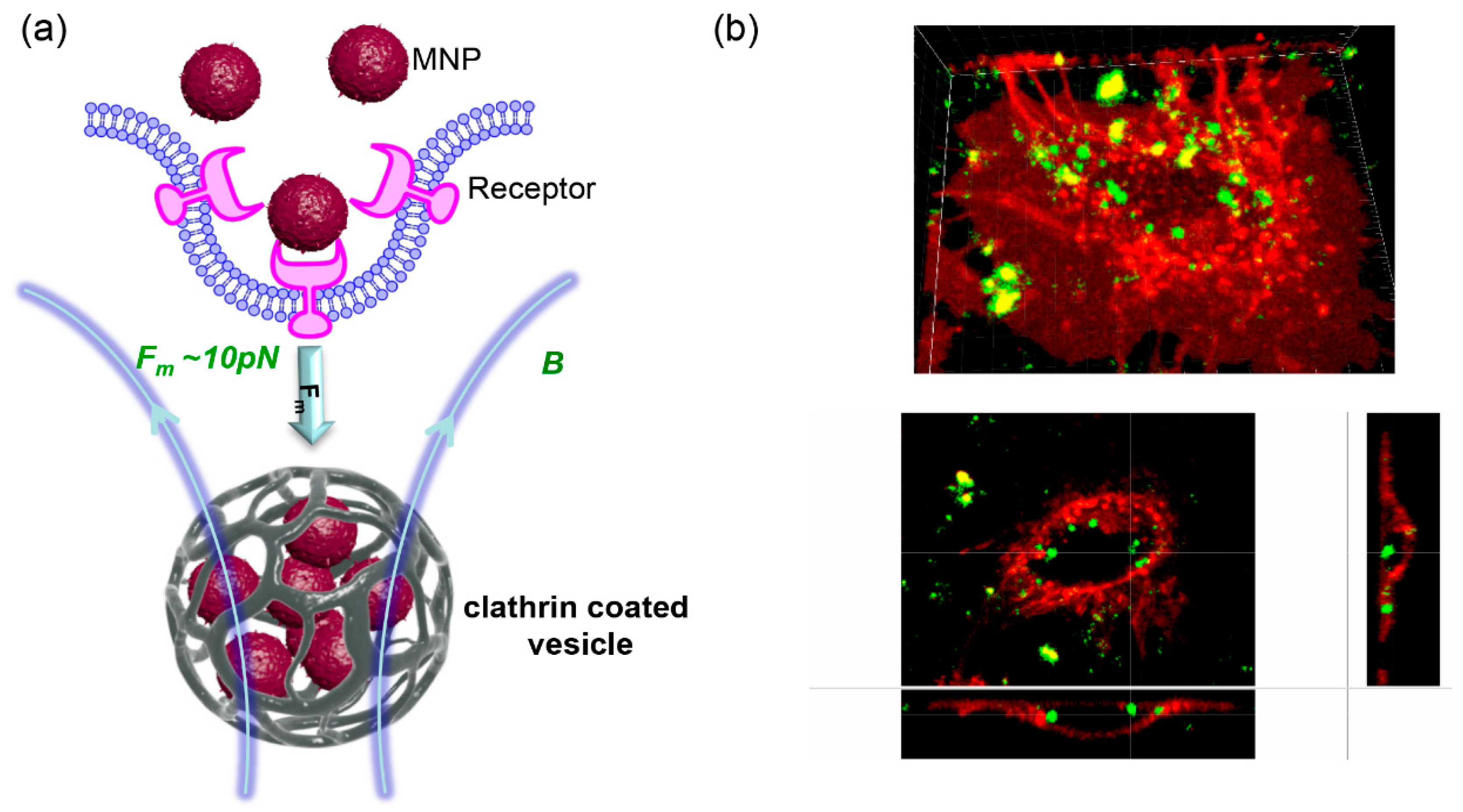 JFB | Free Full-Text | A Critical Review on Selected External Physical Cues  and Modulation of Cell Behavior: Magnetic Nanoparticles, Non-thermal Plasma  and Lasers
