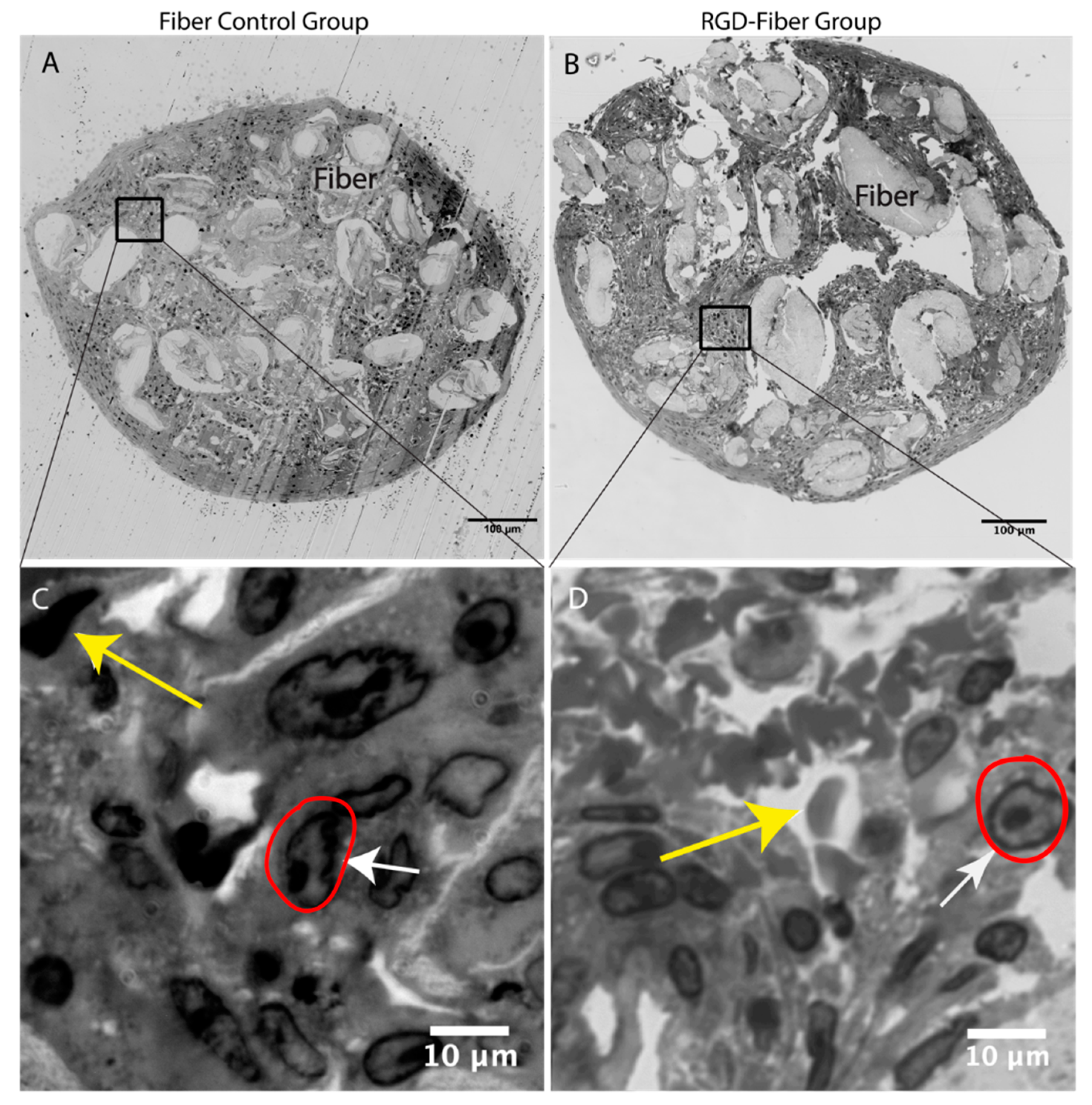 Jfb 10 00024 g002 Jfb 10 00024 g002