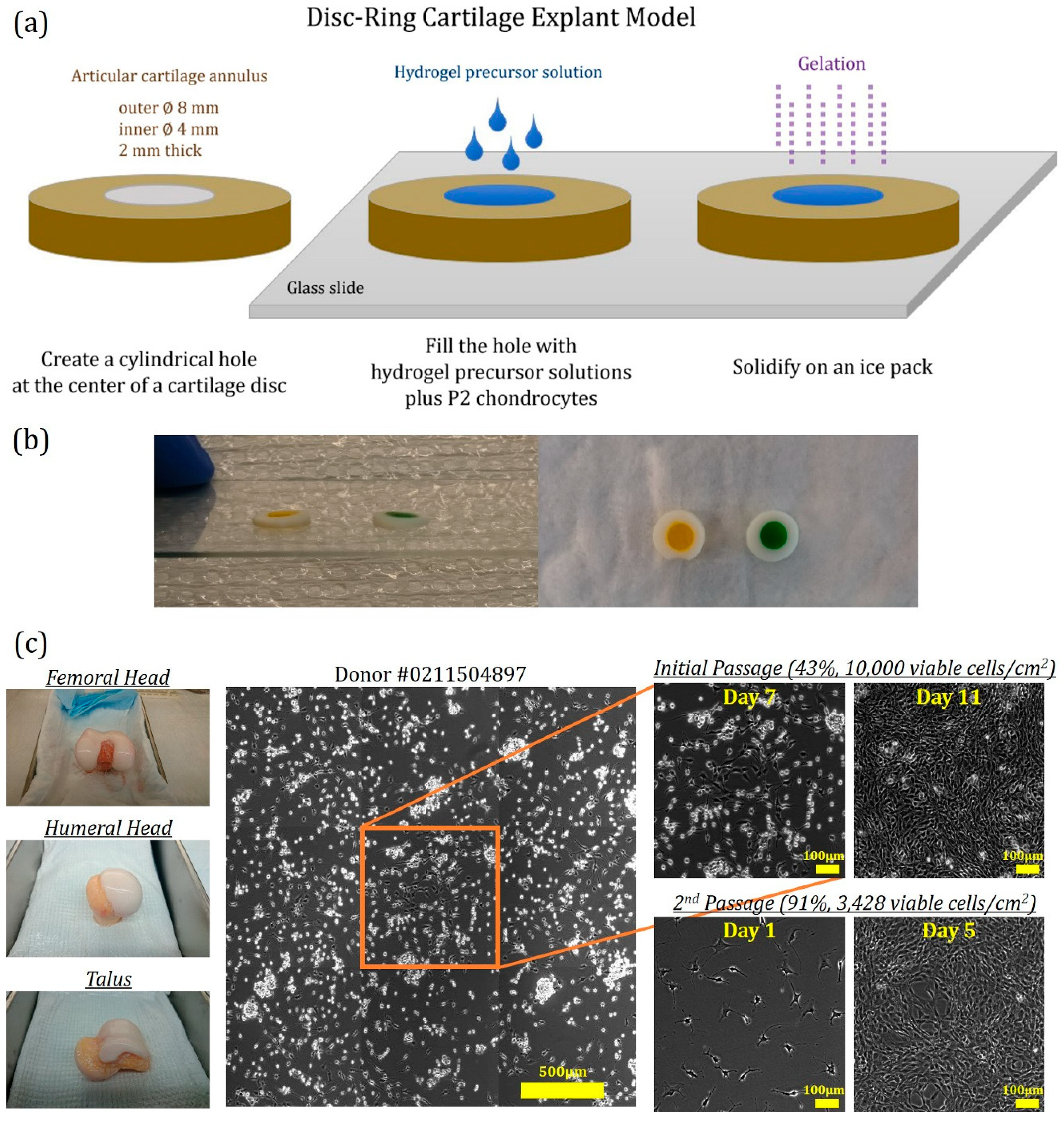 JFB | Free Full-Text | In Vitro Evaluation of the Influence of Substrate  Mechanics on Matrix-Assisted Human Chondrocyte Transplantation