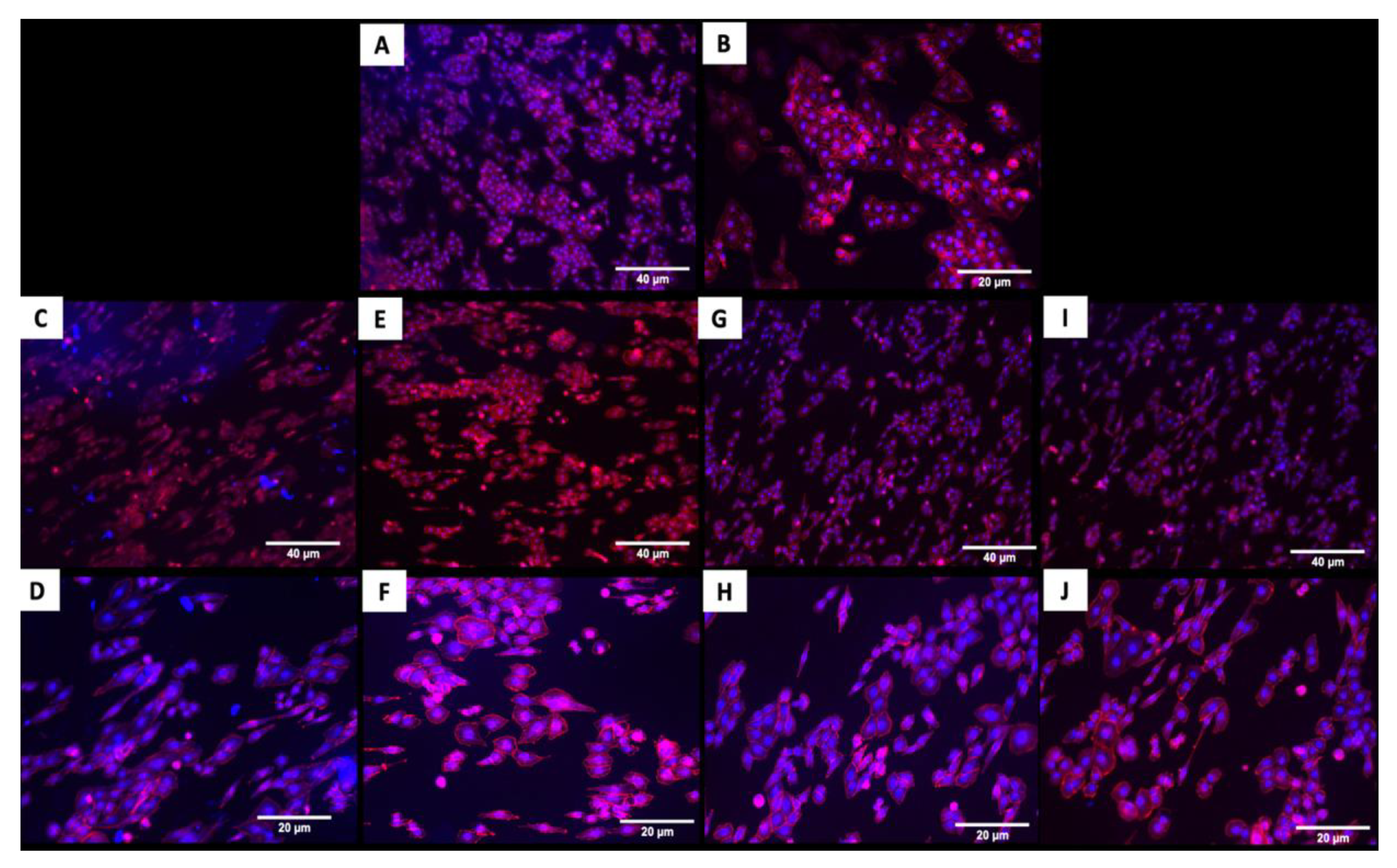 Jfb 11 00042 g004 Jfb 11 00042 g004