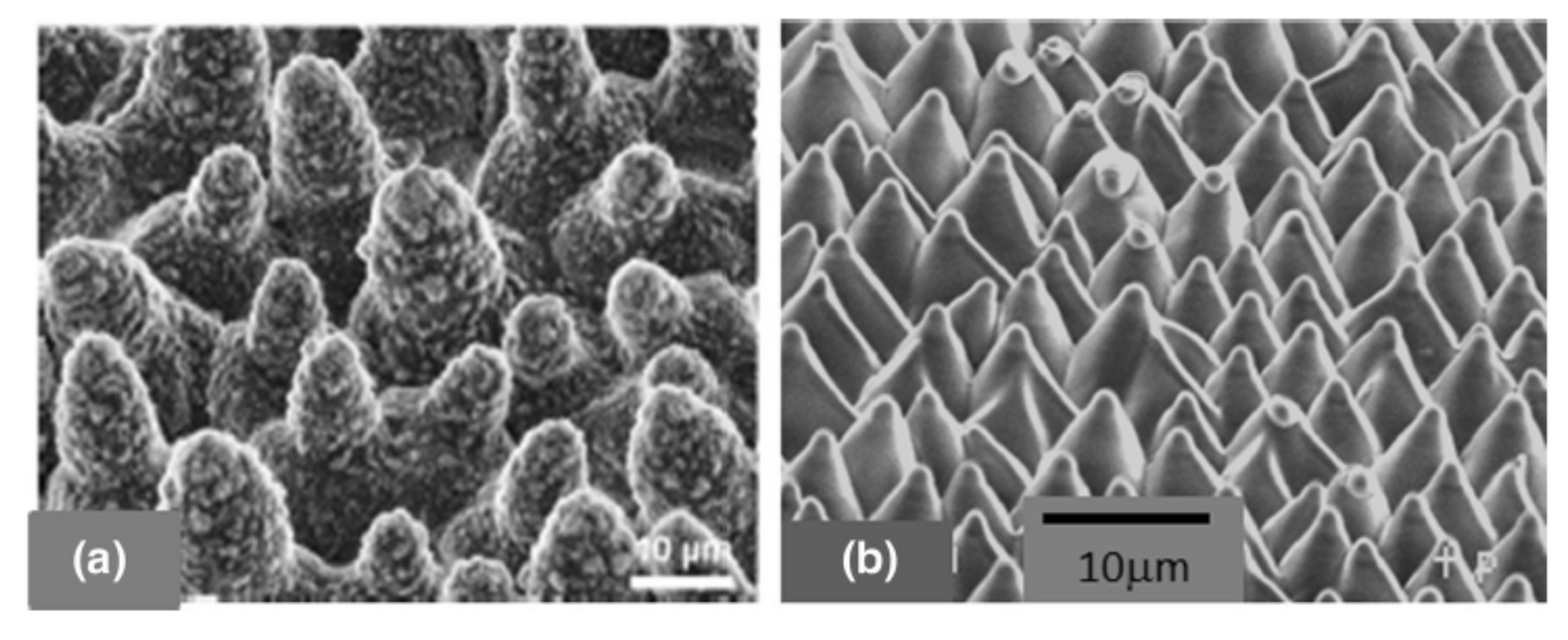 https://www.mdpi.com/jfb/jfb-11-00060/article_deploy/html/images/jfb-11-00060-g007.png