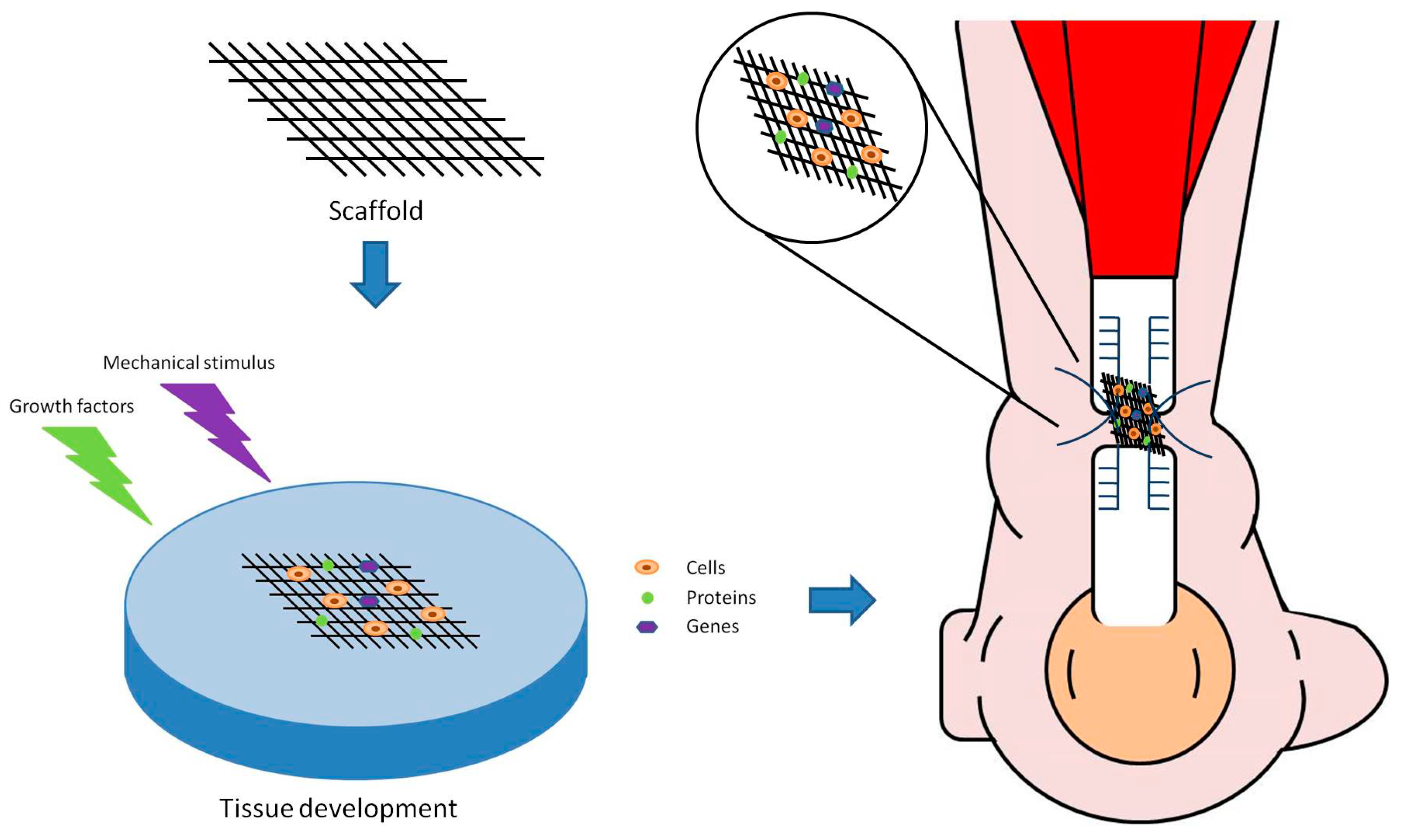 protein scaffold regeneration