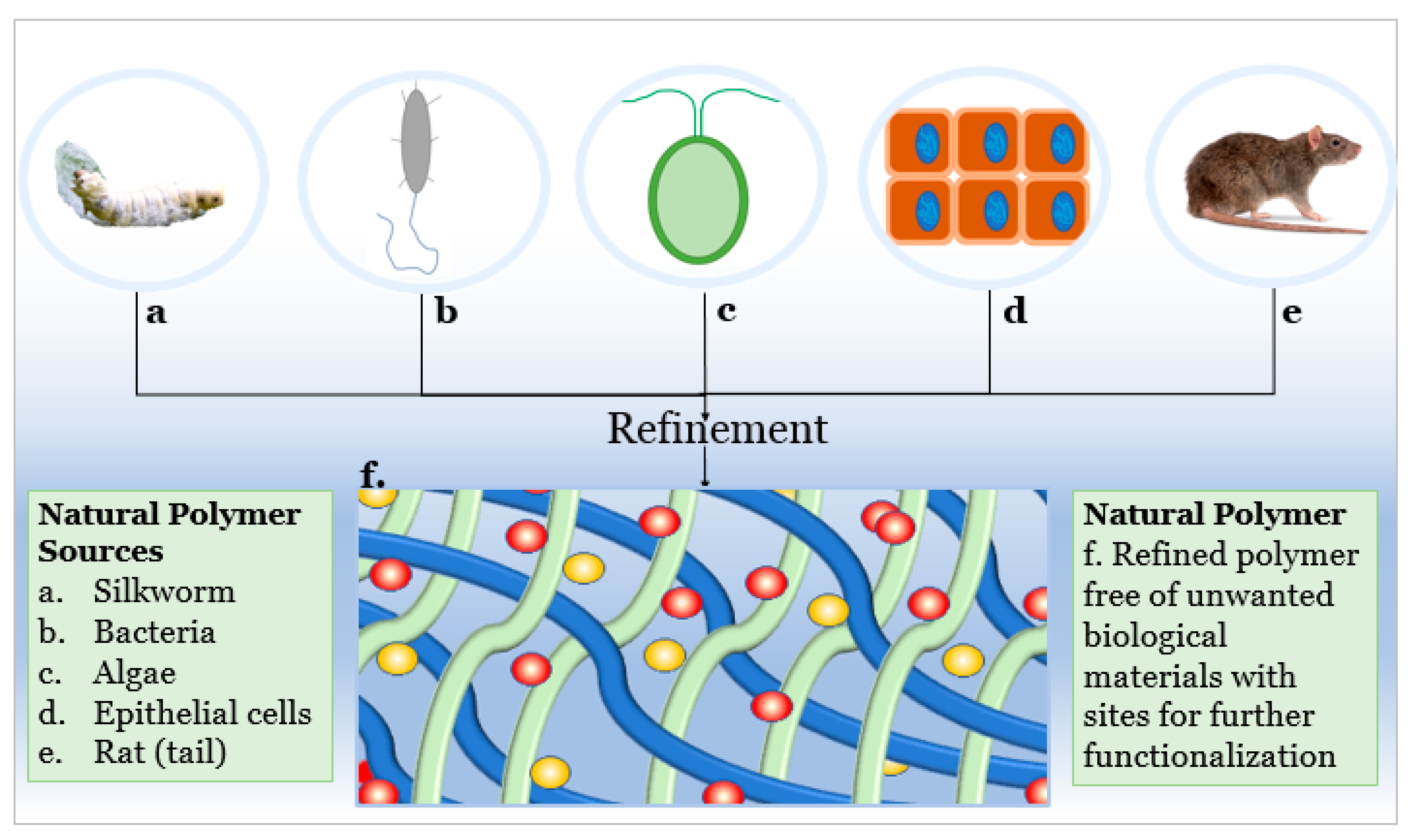 Bioactive polymeric materials and electrical stimulation