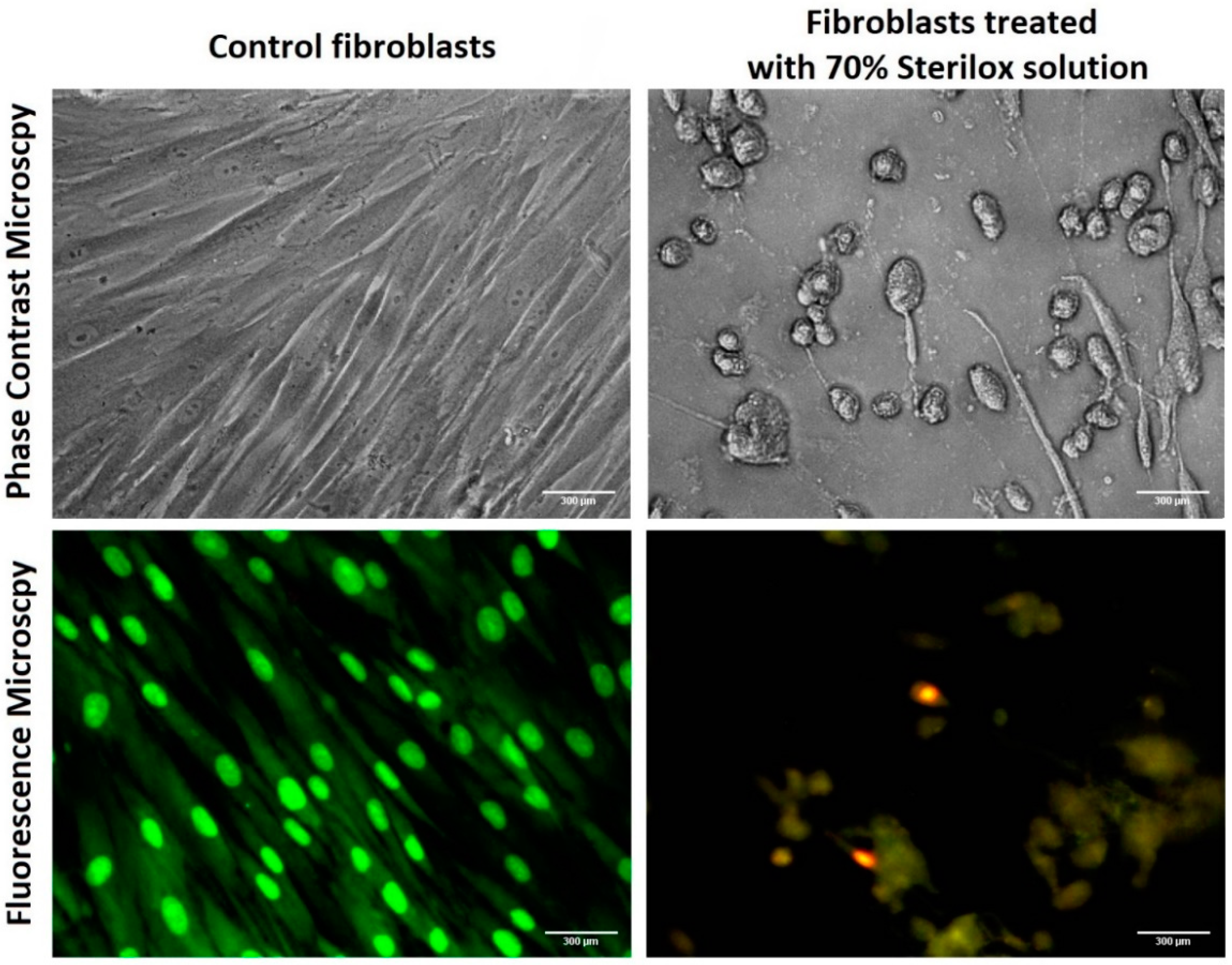 Jfb 13 00095 g002 Jfb 13 00095 g002