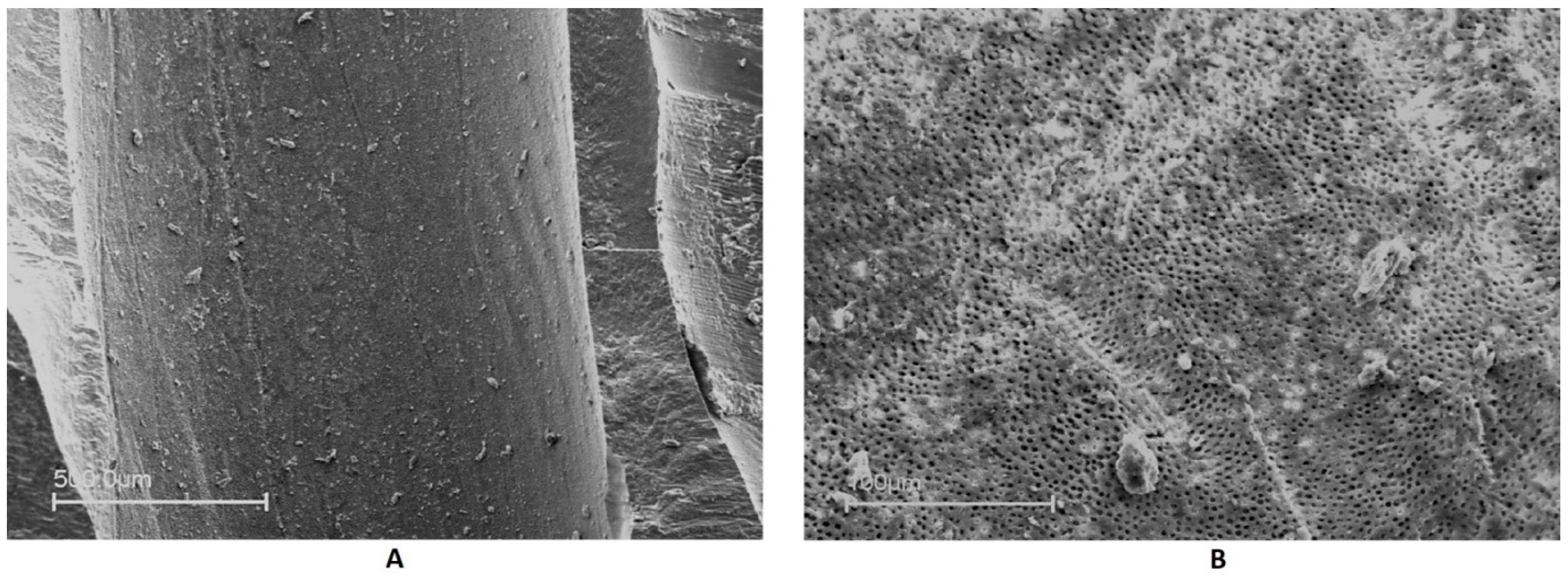 Jfb 13 00095 g003 Jfb 13 00095 g003