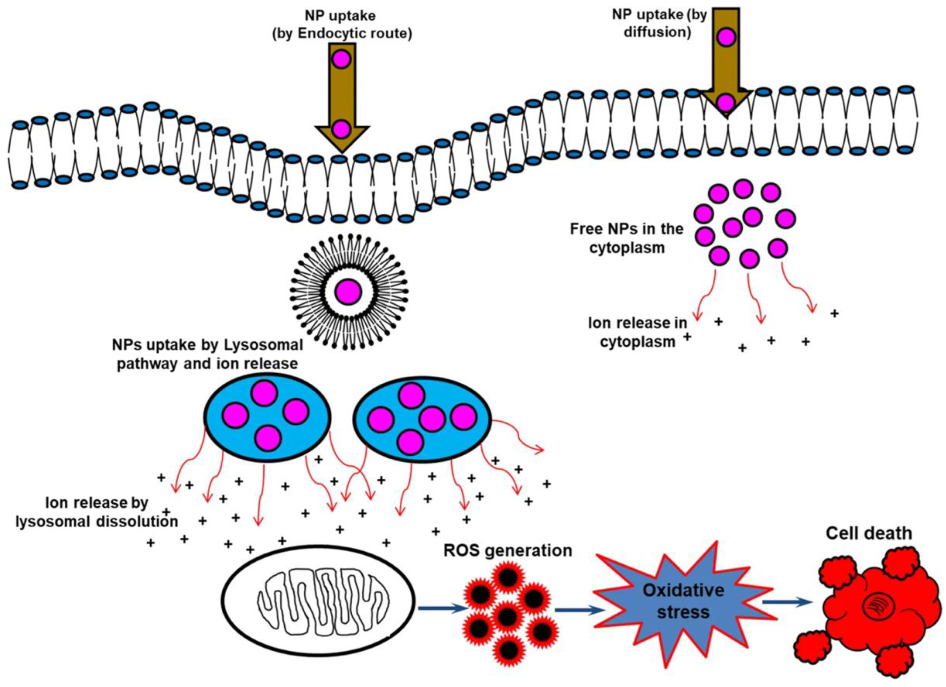 Jfb 13 00137 g002 Jfb 13 00137 g002