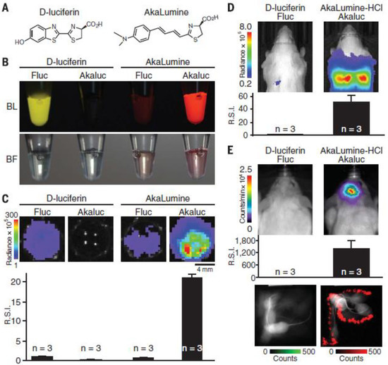 JFB | Free Full-Text | The Role of Optical Imaging in Translational