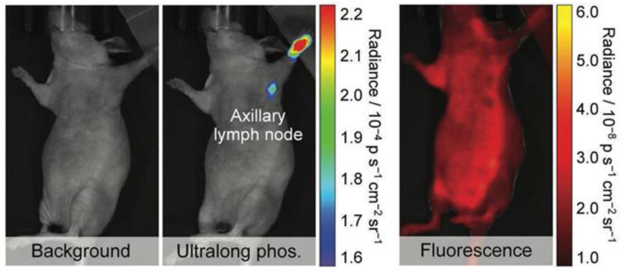 Jfb 13 00137 g006 Jfb 13 00137 g006