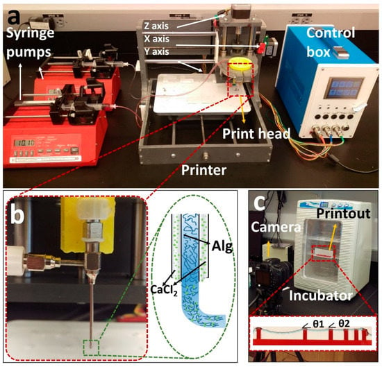 https://www.mdpi.com/jfb/jfb-13-00225/article_deploy/html/images/jfb-13-00225-g001-550.jpg