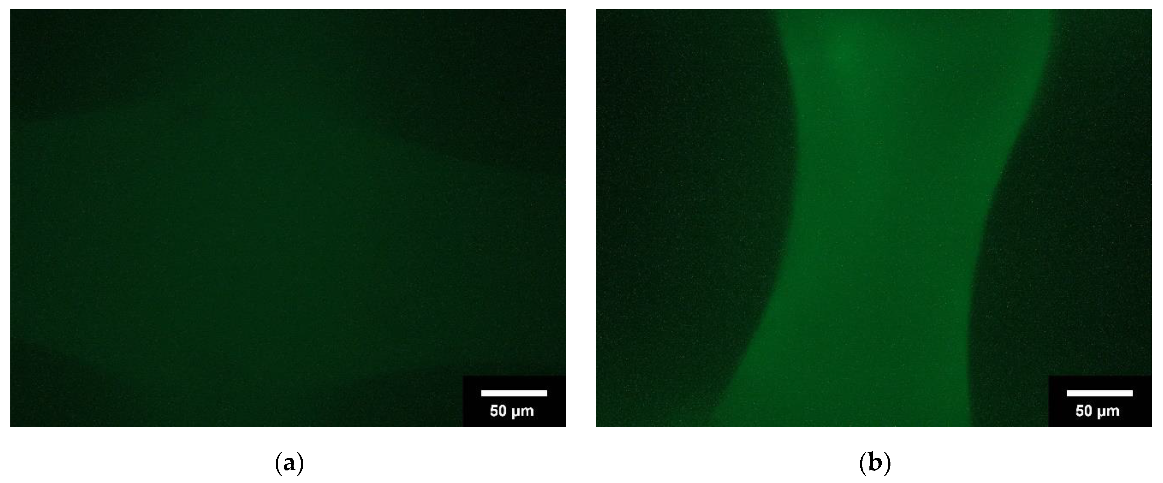 Jfb 13 00238 g001 Jfb 13 00238 g001