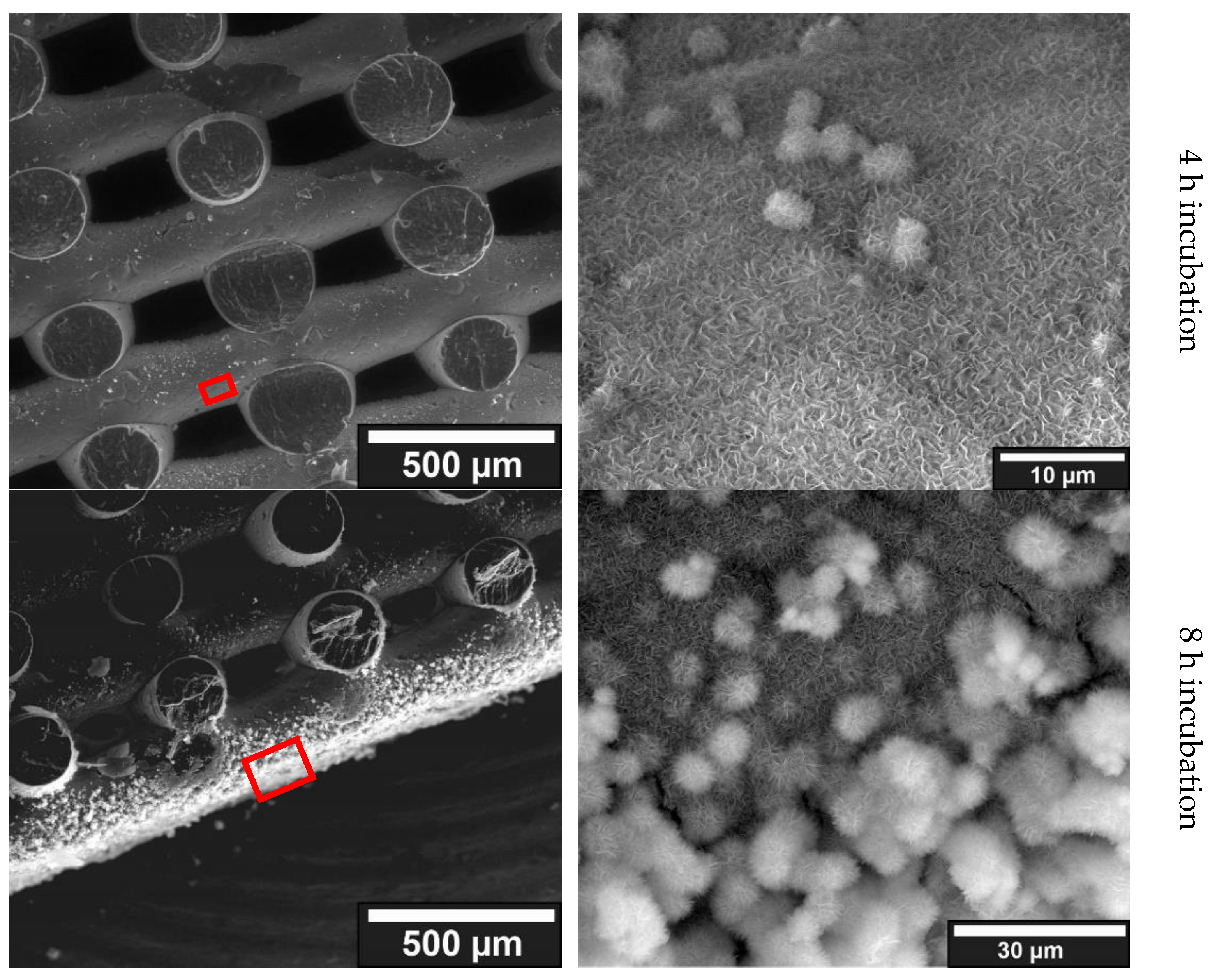 Jfb 13 00238 g004b Jfb 13 00238 g004b