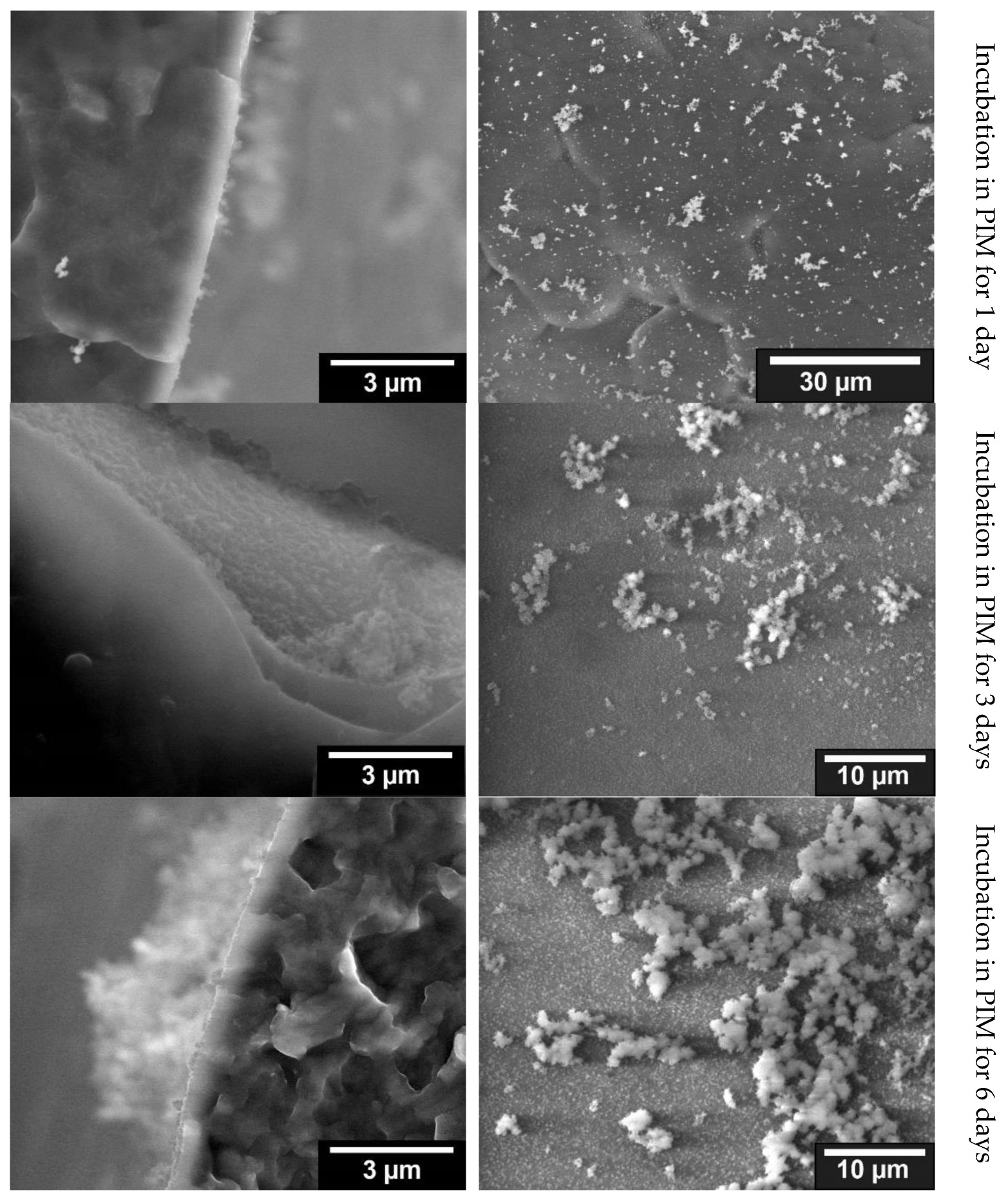 Jfb 13 00238 g005 Jfb 13 00238 g005