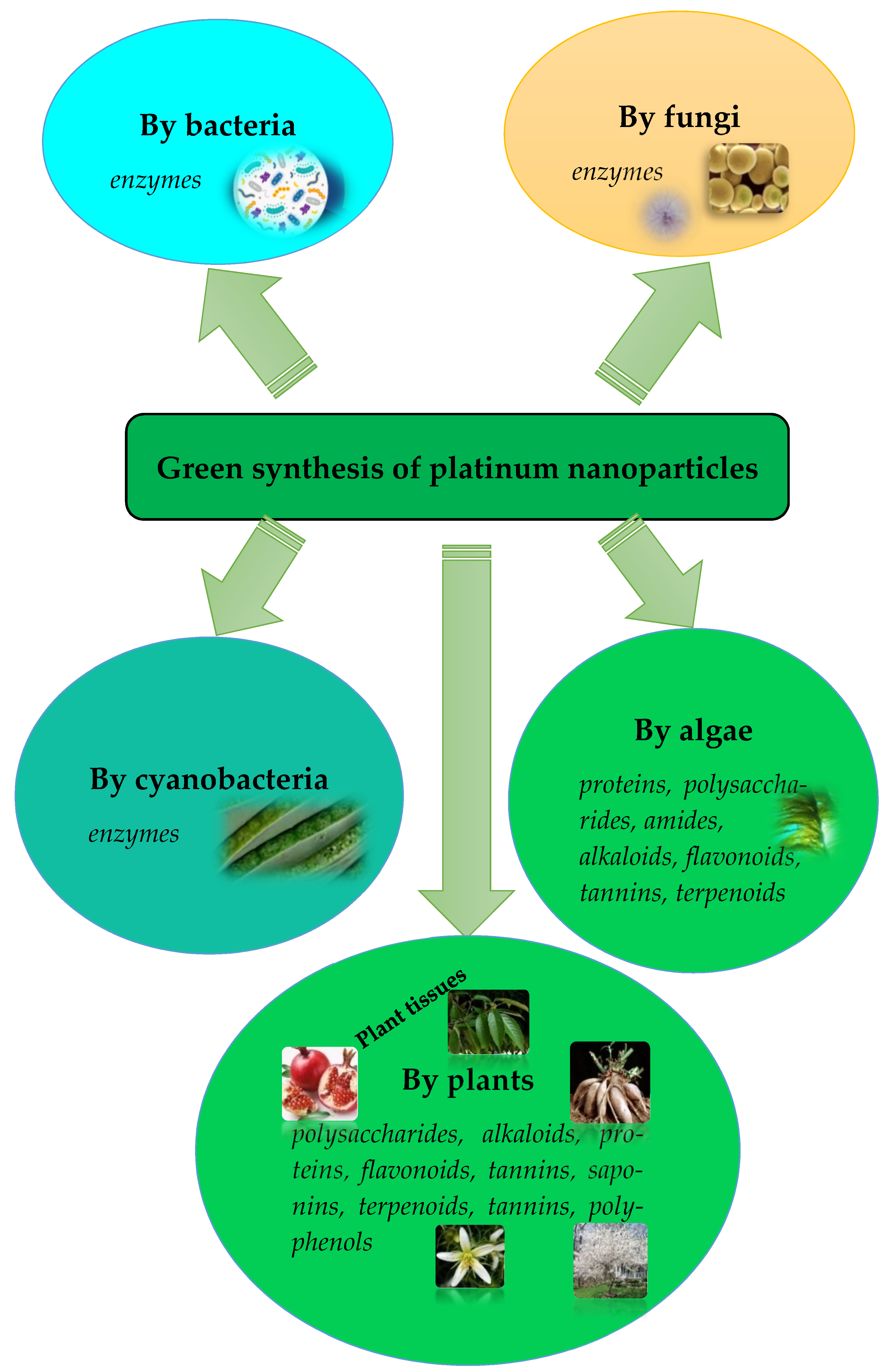 JFB | Free Full-Text | Green Synthesis of Platinum Nanoparticles for  Biomedical Applications