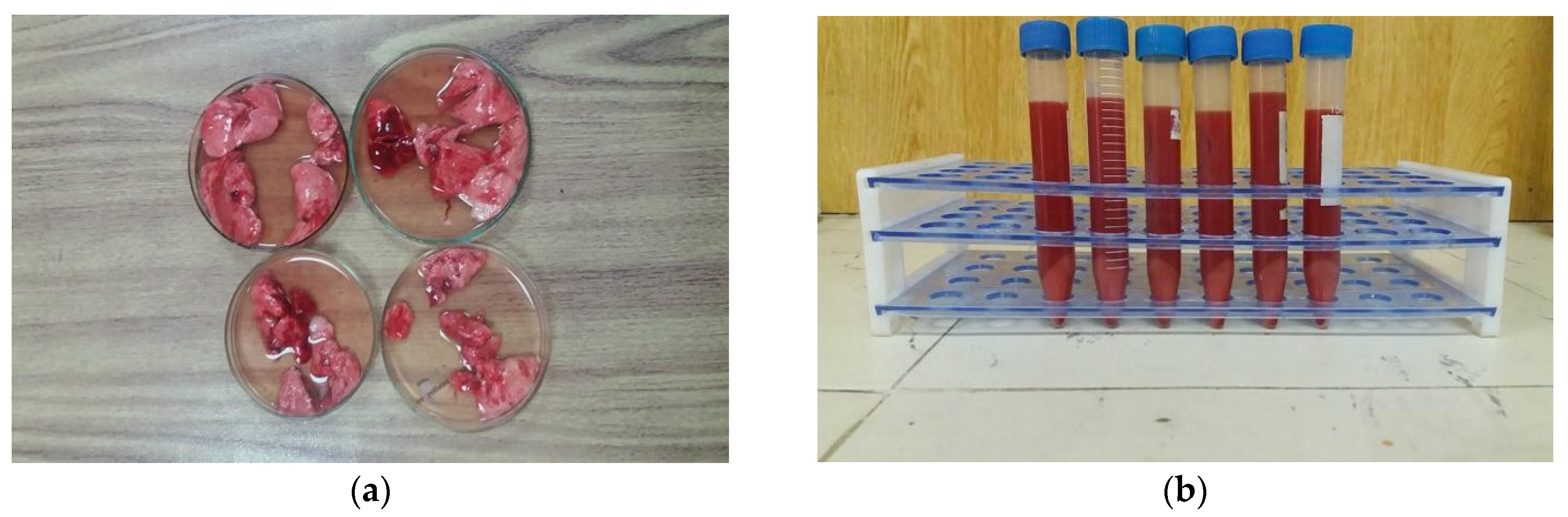 Jfb 13 00268 g002 Jfb 13 00268 g002