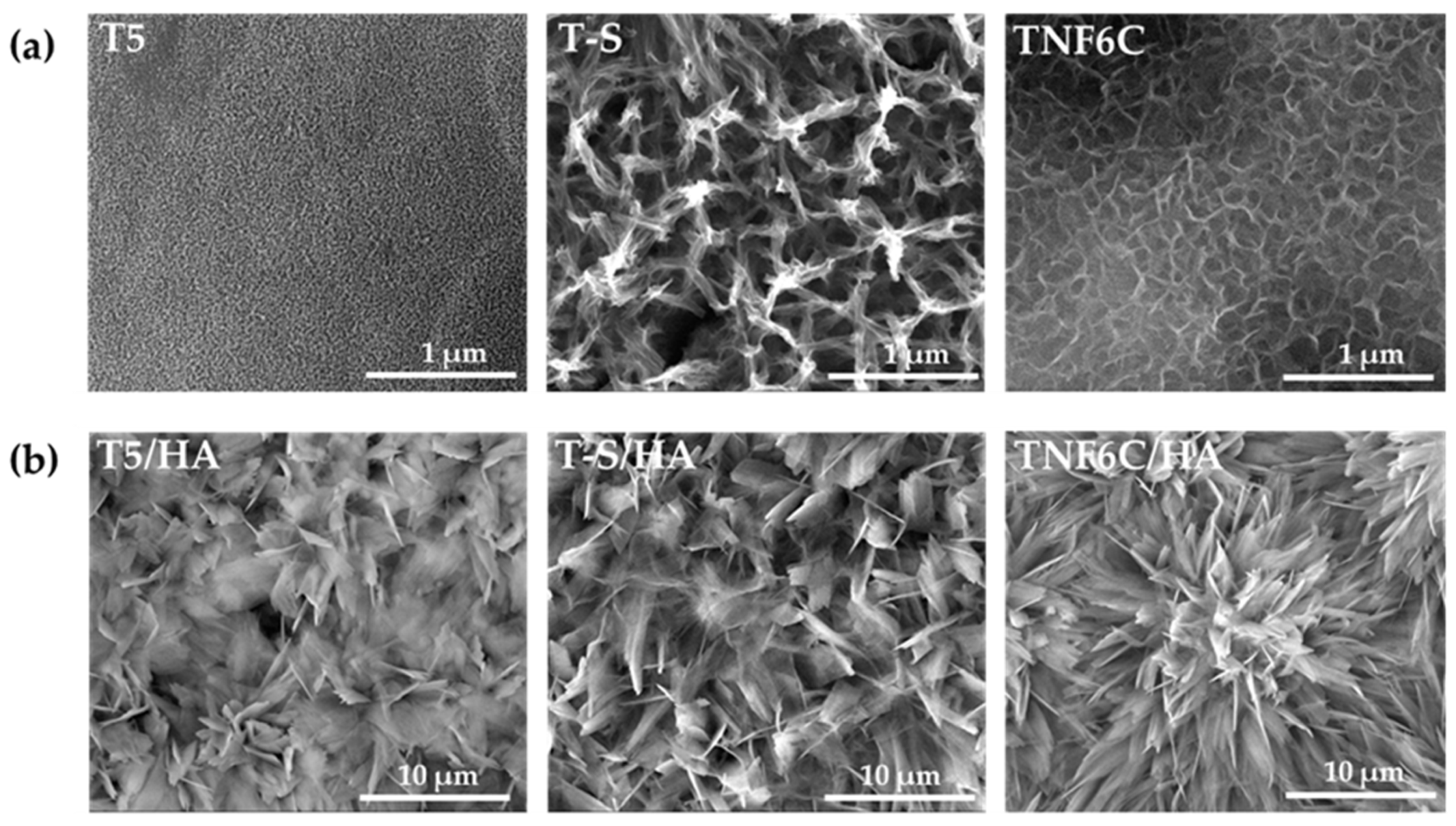 Jfb 13 00271 g002 Jfb 13 00271 g002