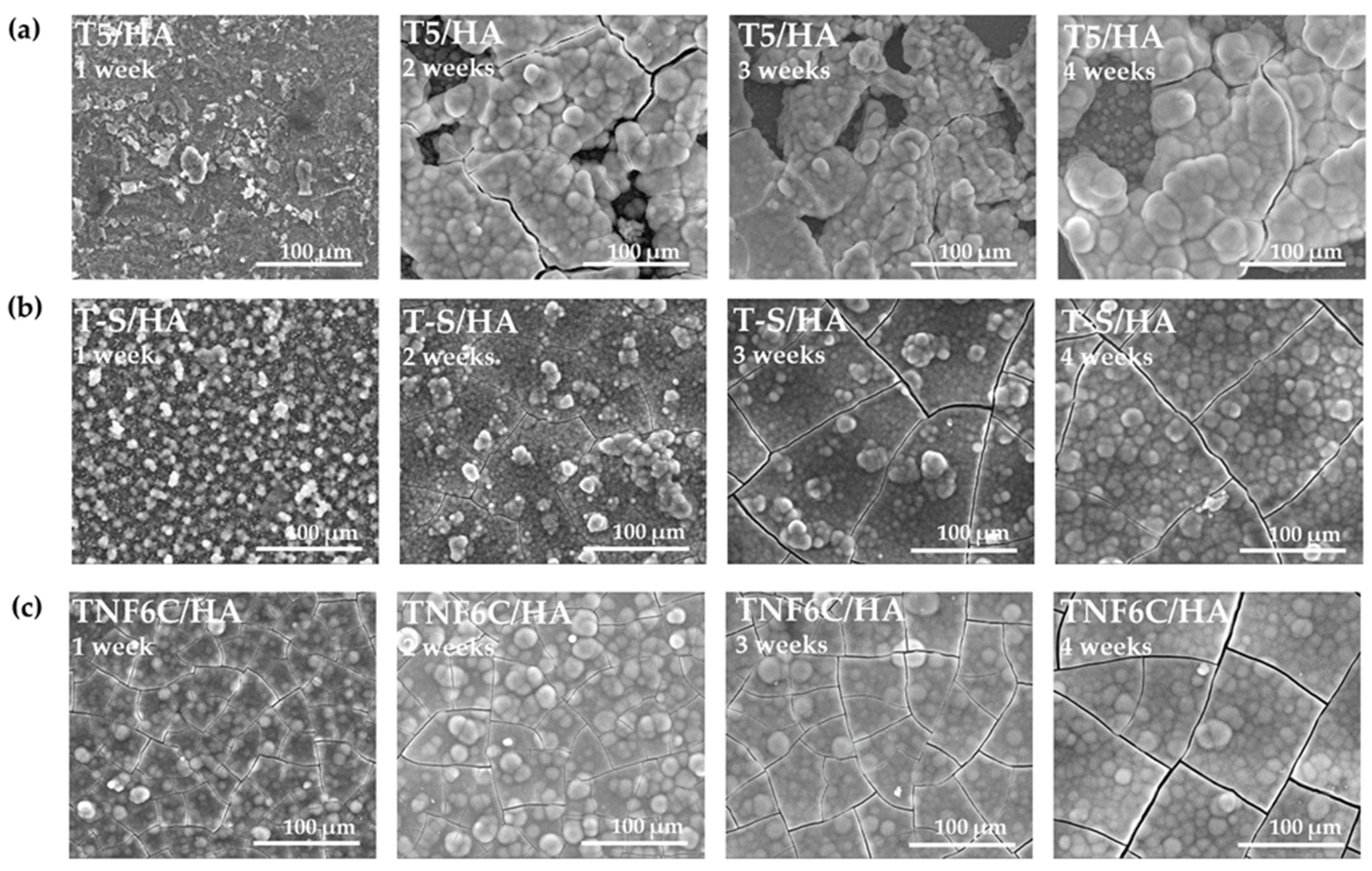 Jfb 13 00271 g004 Jfb 13 00271 g004