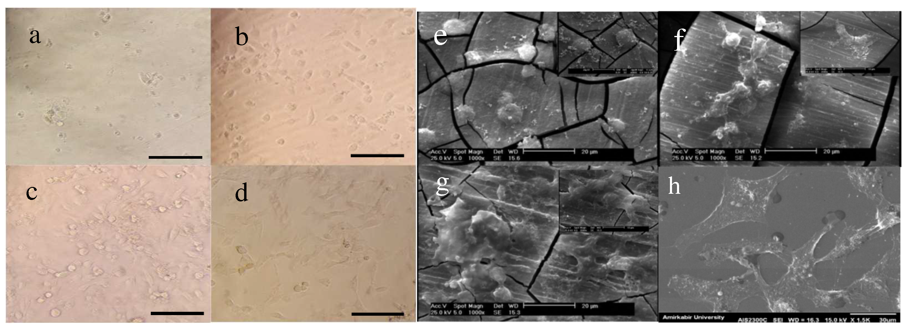 Jfb 13 00296 g008 Jfb 13 00296 g008