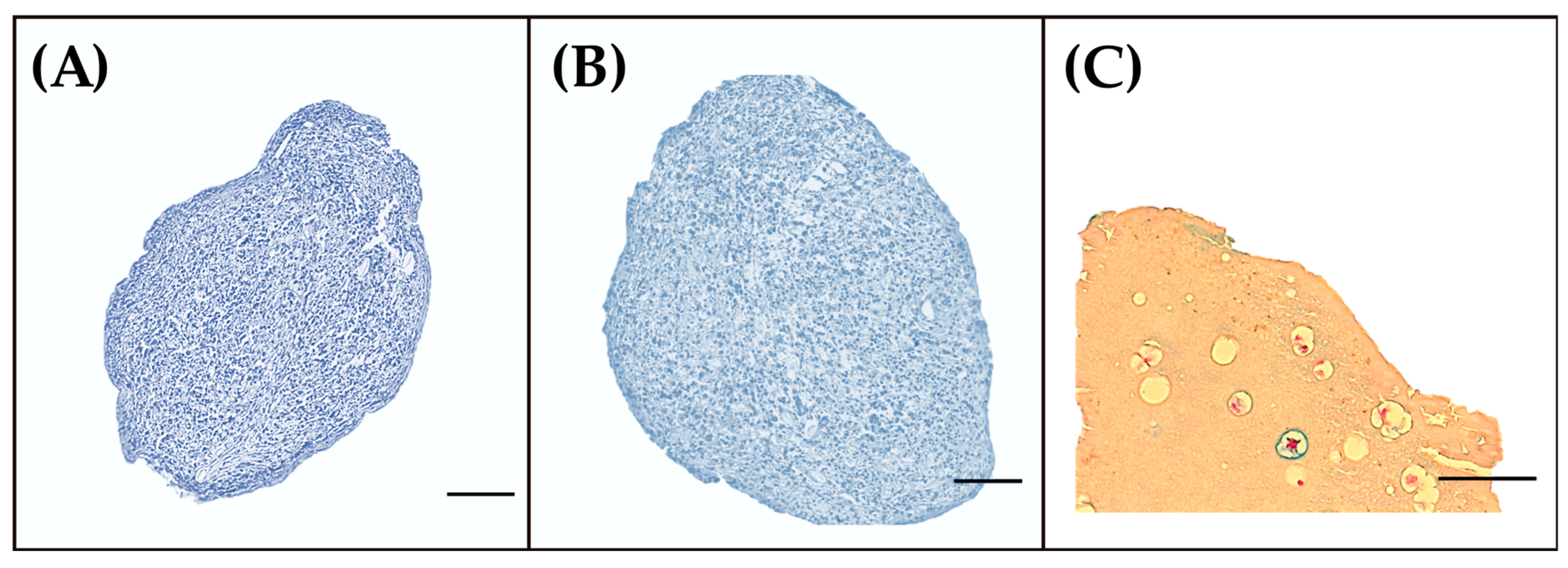 Jfb 13 00297 g006 Jfb 13 00297 g006