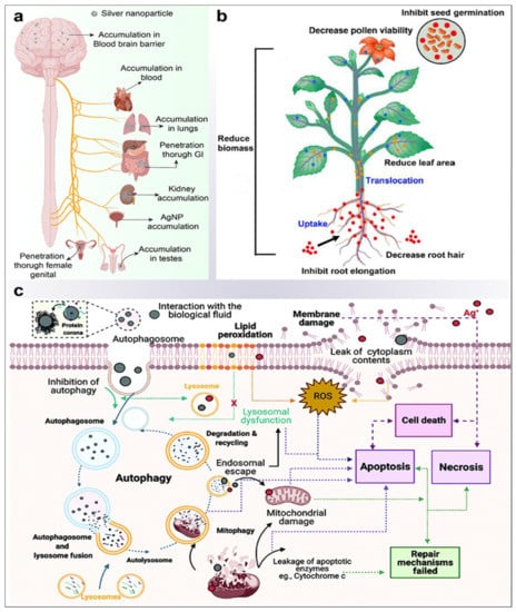 JFB | Free Full-Text | Emerging Trends in Advanced Translational ...