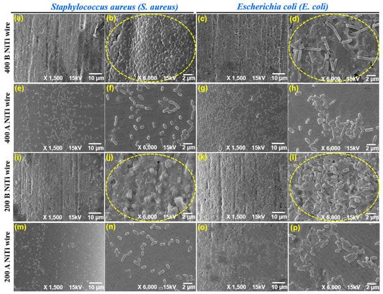 Nitinol Flat Wire - Produced By: Kellogg's Research Labs