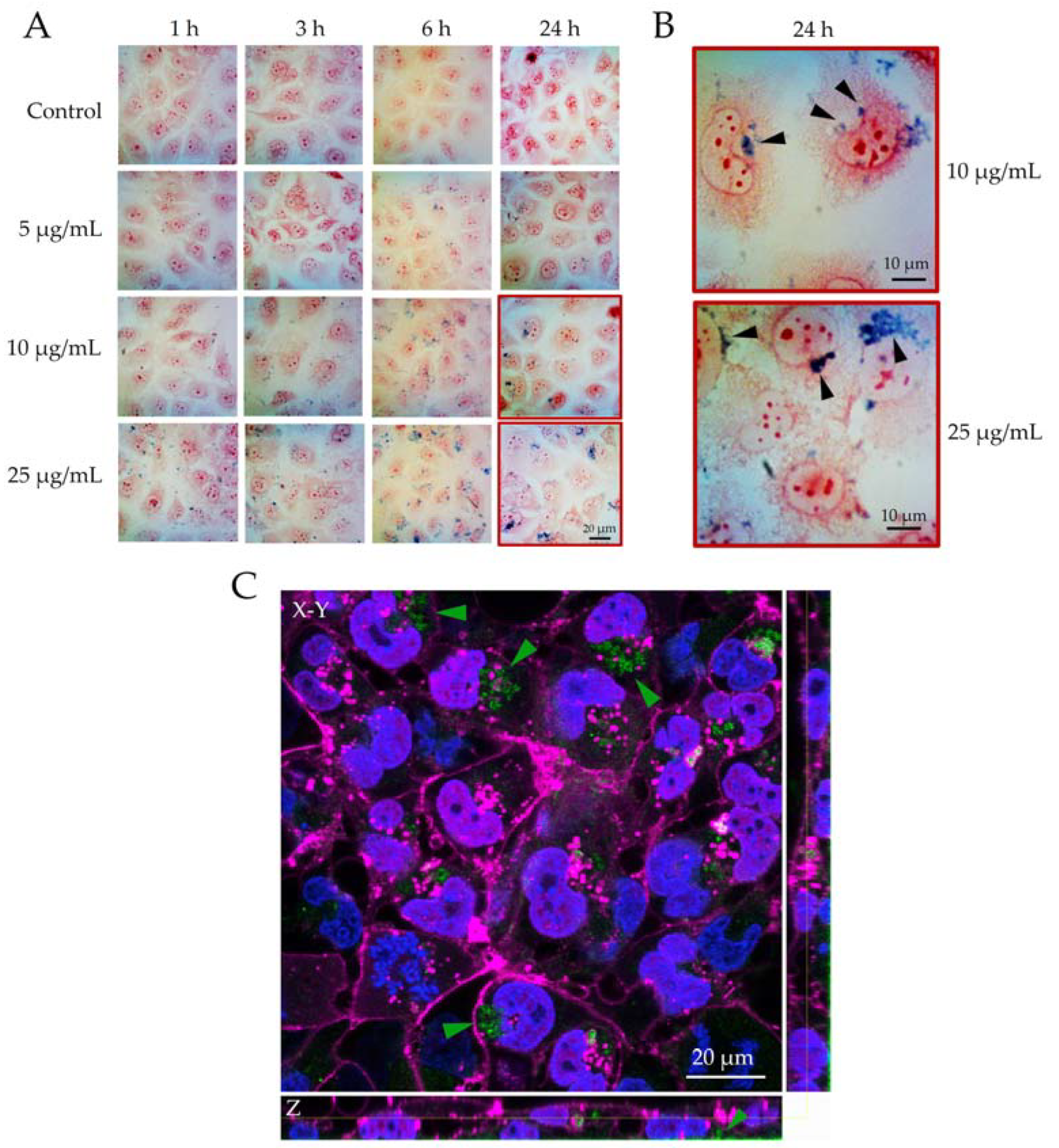 Jfb 14 00189 g003 Jfb 14 00189 g003