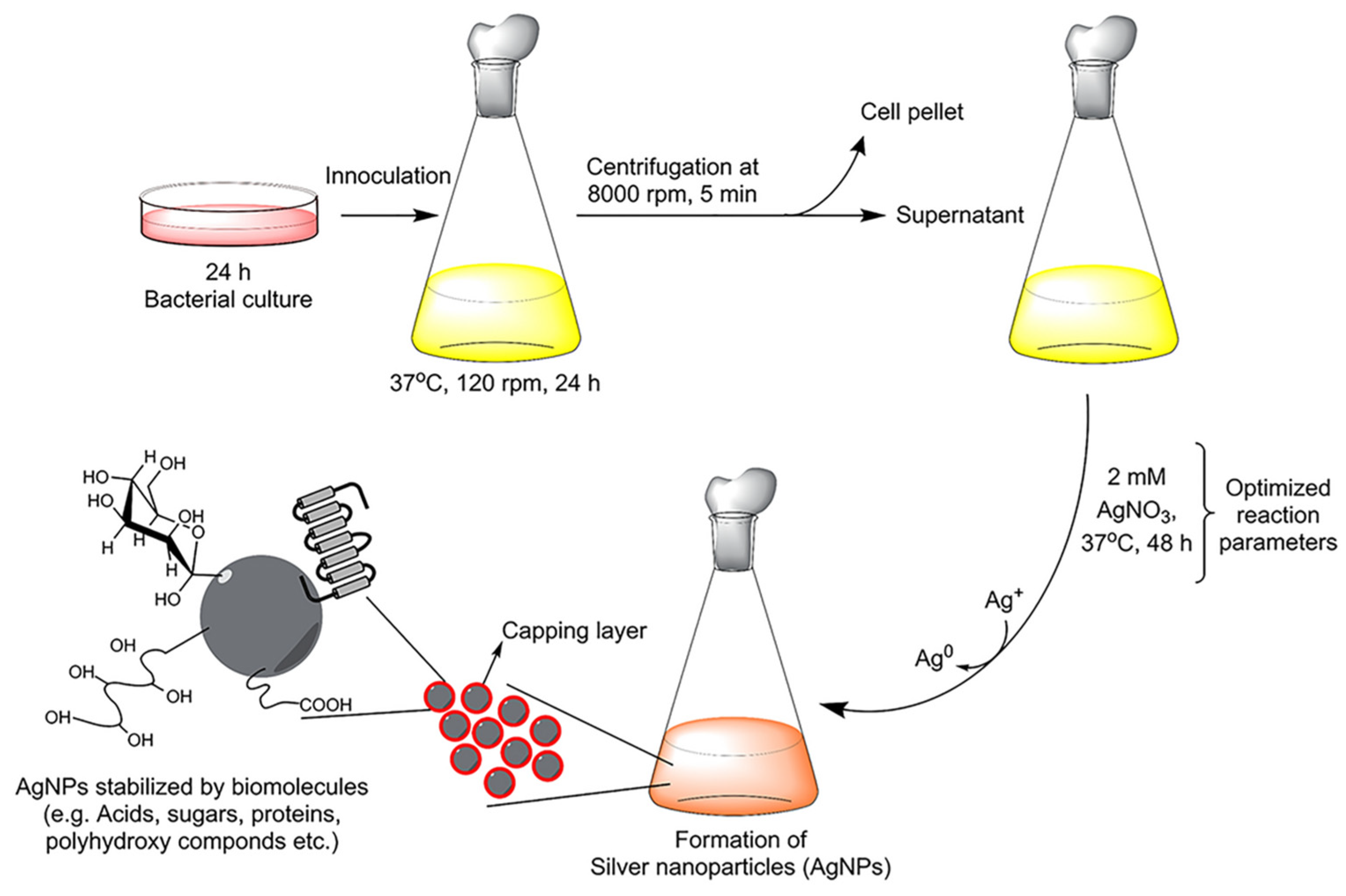 JFB | Free Full-Text | Effect Of Size, Shape And Surface ...