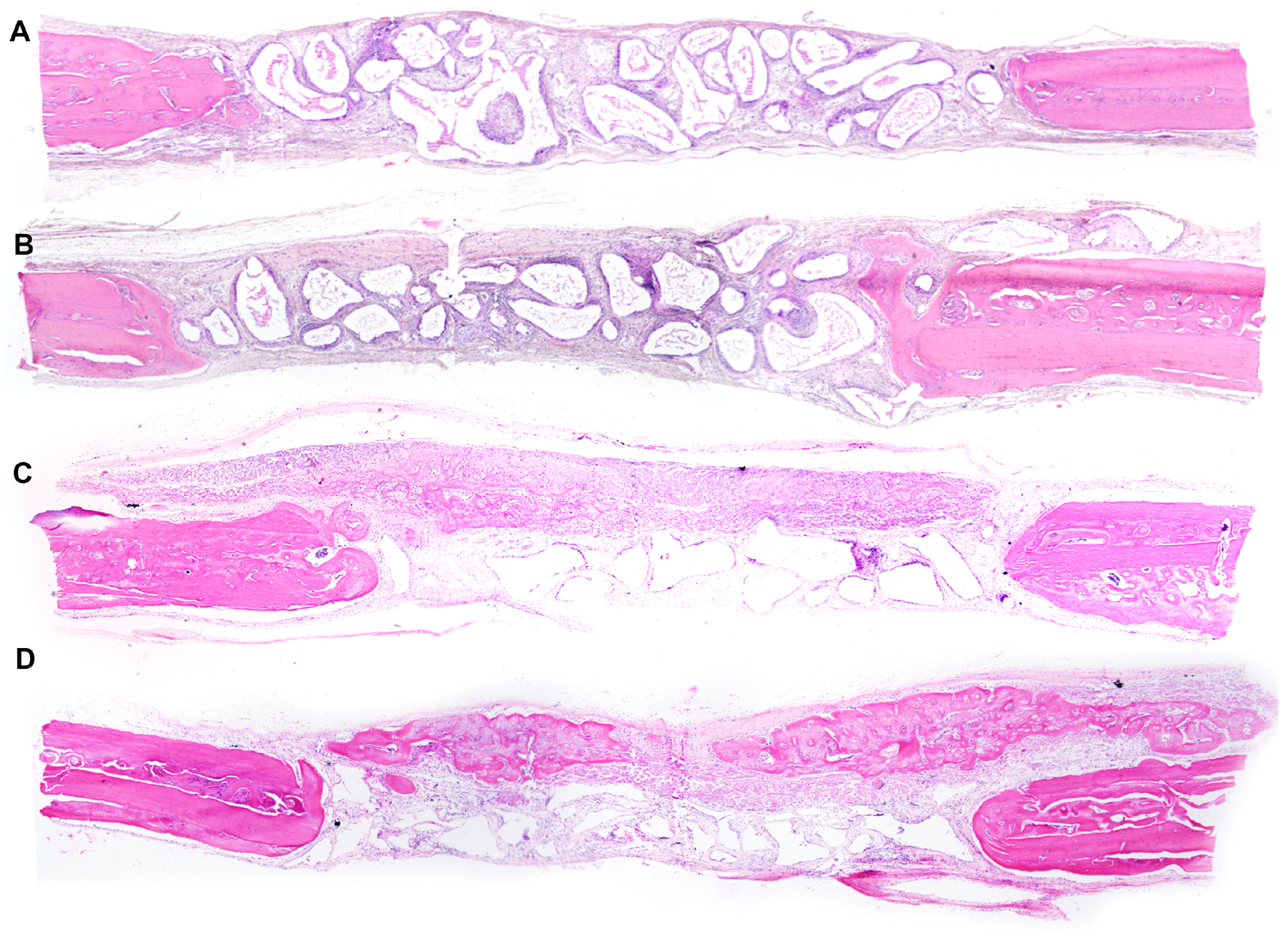 Jfb 14 00281 g004 Jfb 14 00281 g004