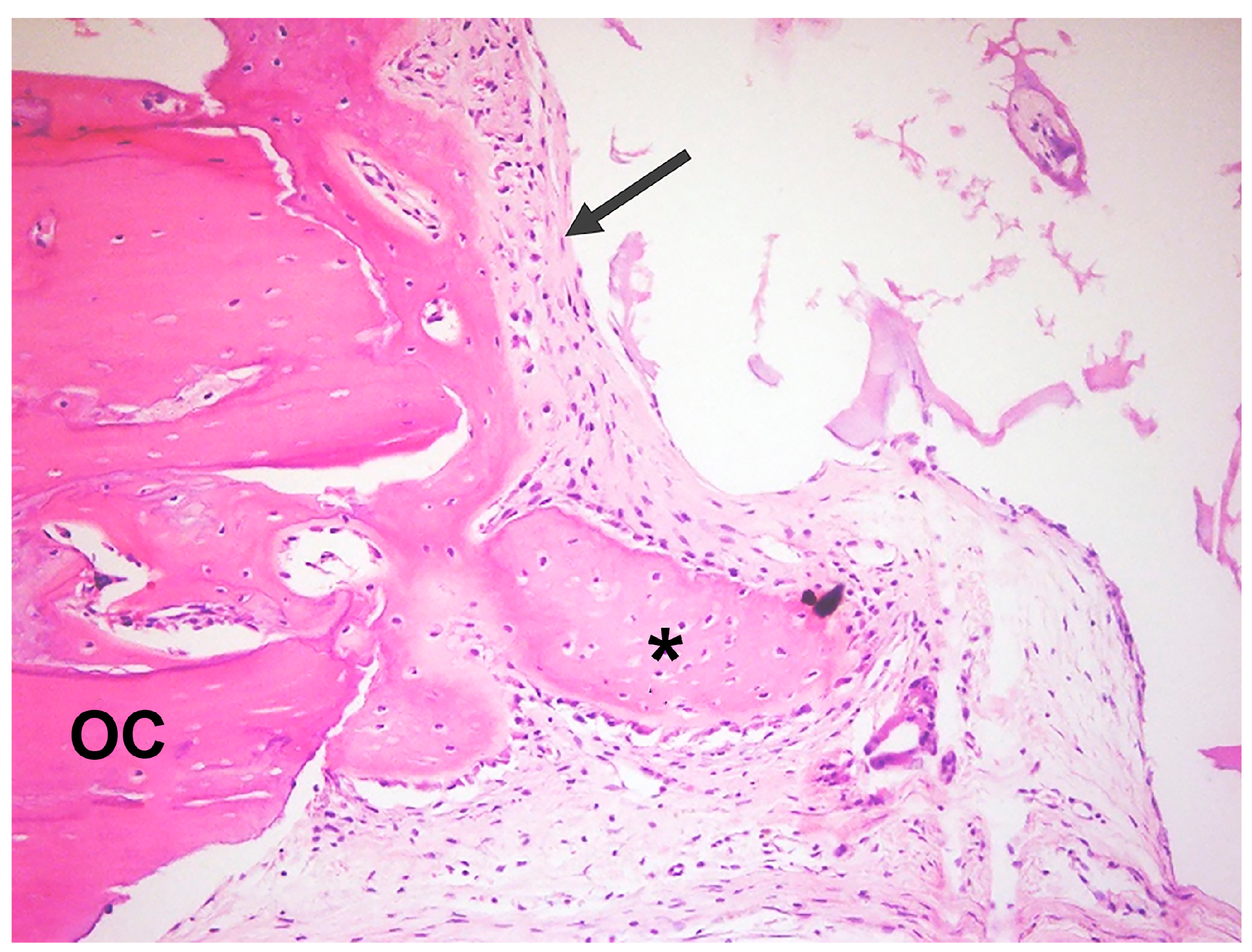 Jfb 14 00281 g007 Jfb 14 00281 g007