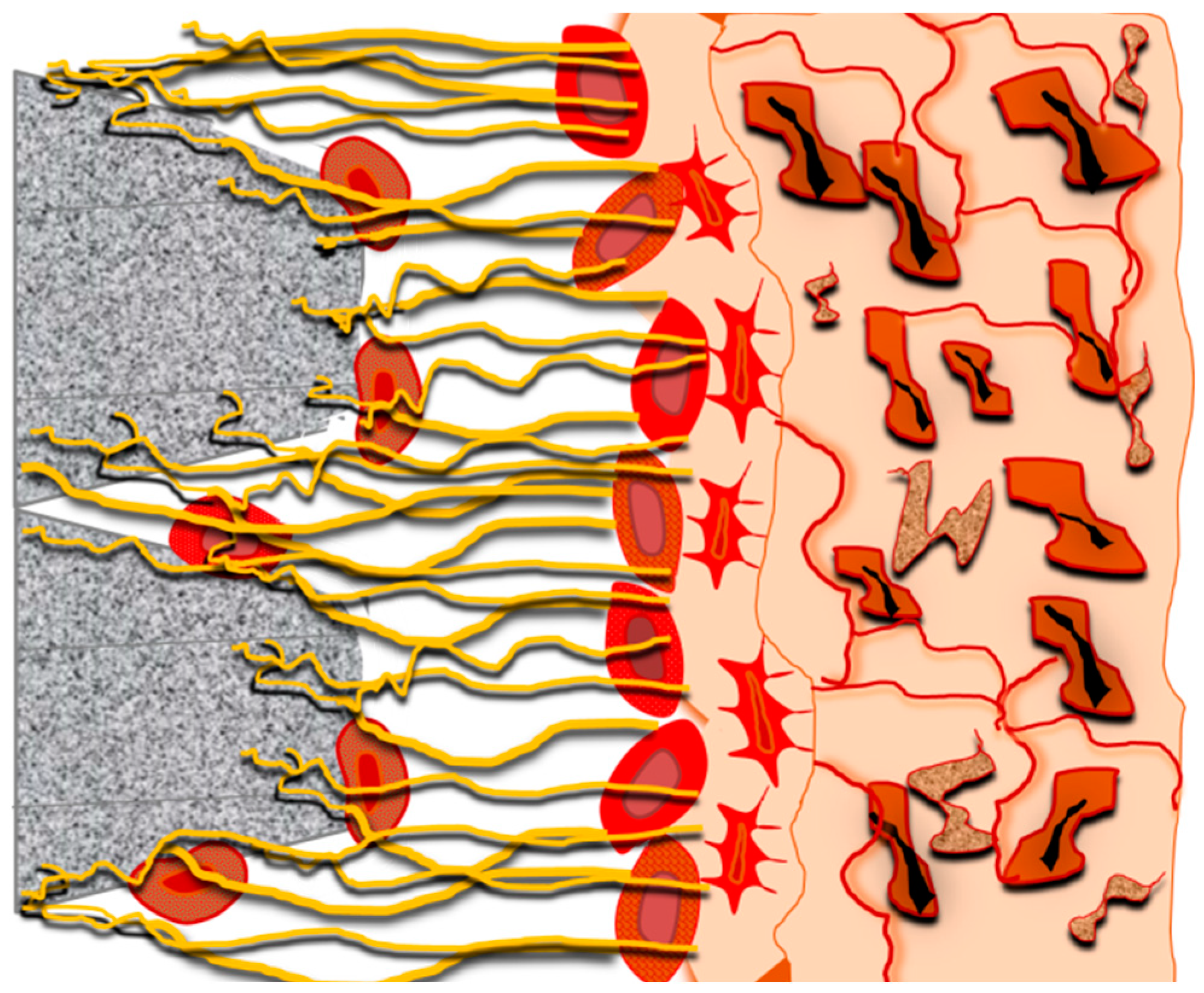 Jfb 14 00287 g003 Jfb 14 00287 g003