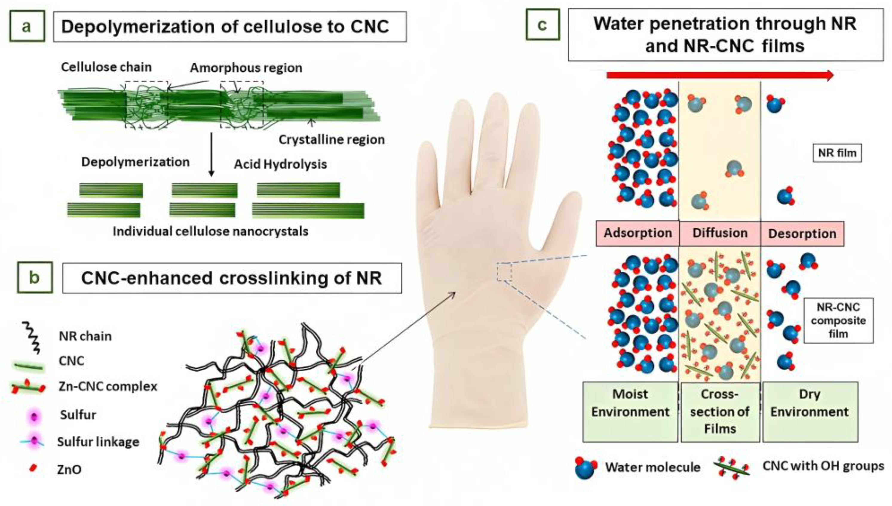 Jfb 14 00349 g012 Jfb 14 00349 g012