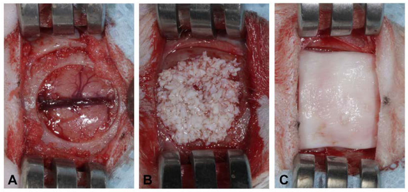 Jfb 14 00396 g001 Jfb 14 00396 g001