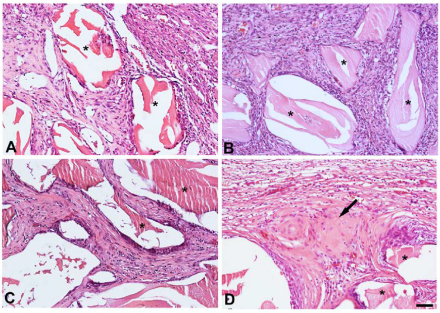 Jfb 14 00396 g002 Jfb 14 00396 g002