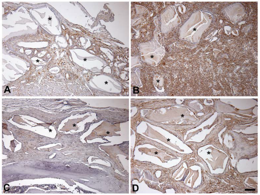 Jfb 14 00396 g003 Jfb 14 00396 g003