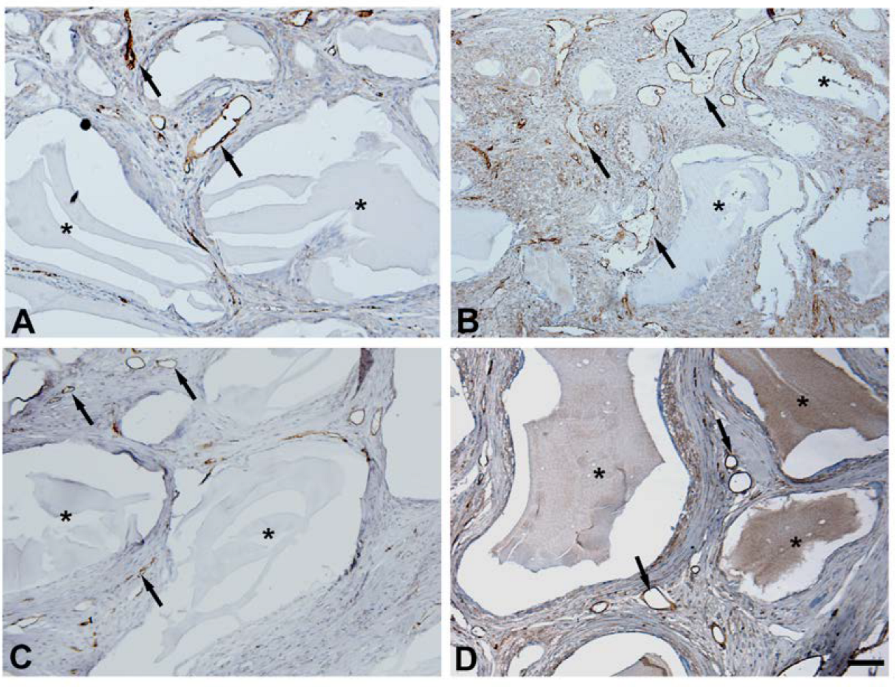 Jfb 14 00396 g004 Jfb 14 00396 g004