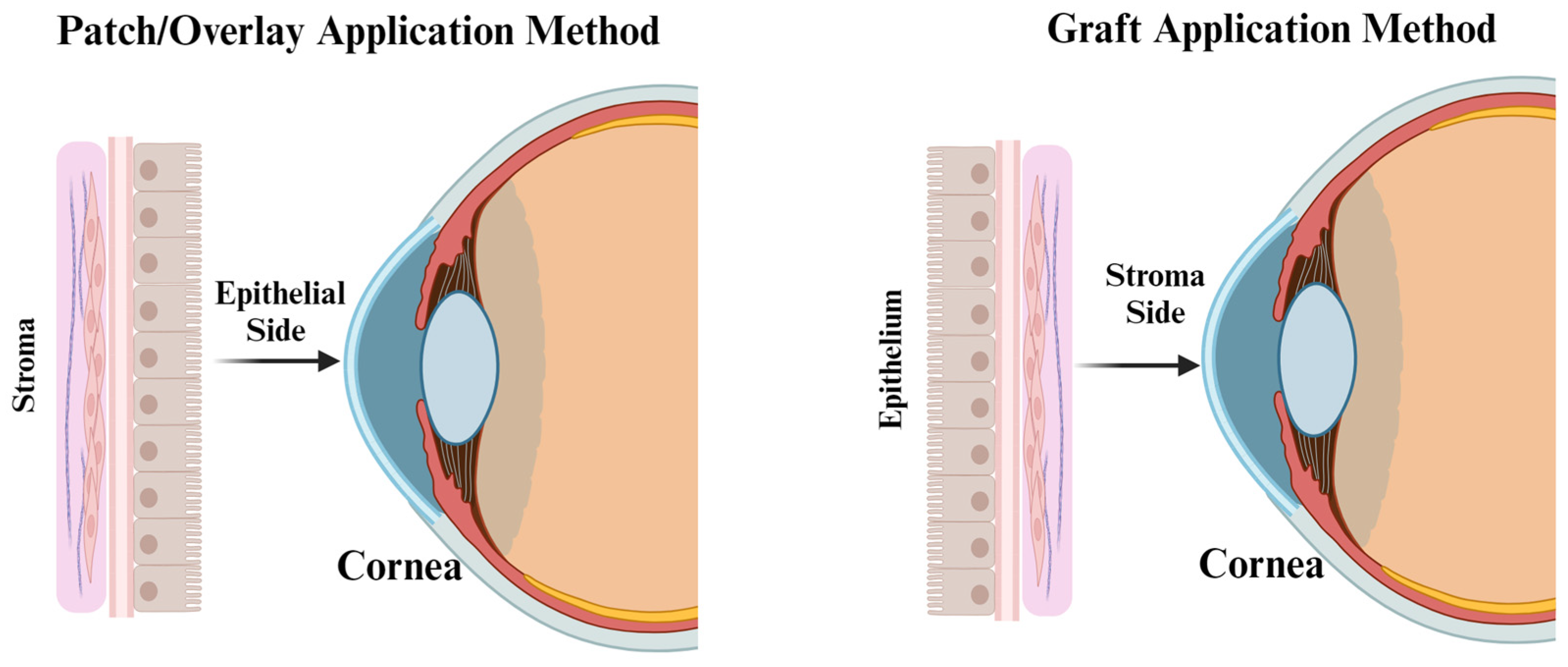 Jfb 14 00531 g005 Jfb 14 00531 g005