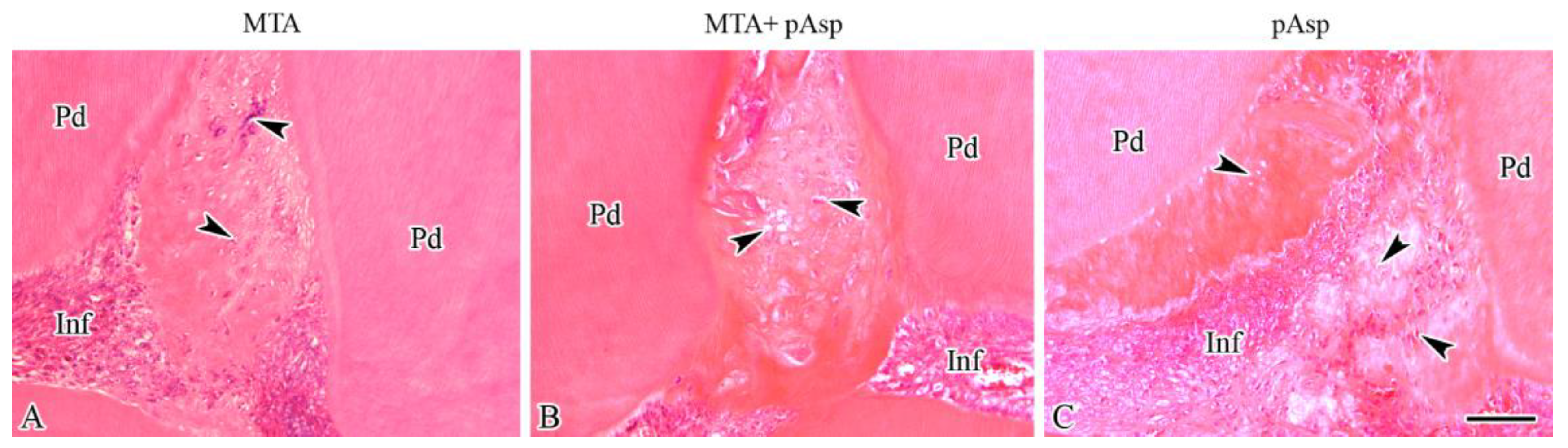 Light micrographs showing several regions of the dentin-pulp interface