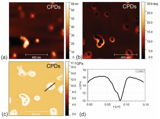 Investigating the effect of N-doping on carbon quantum dots structure,  optical properties and metal ion screening