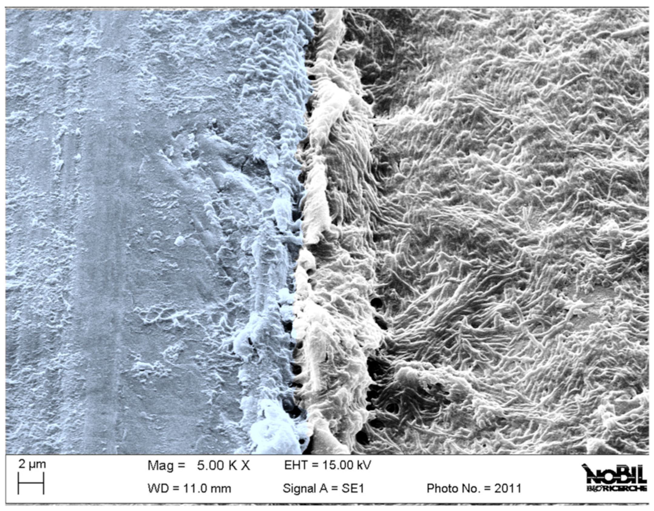 Jfb 15 00170 g001 Jfb 15 00170 g001