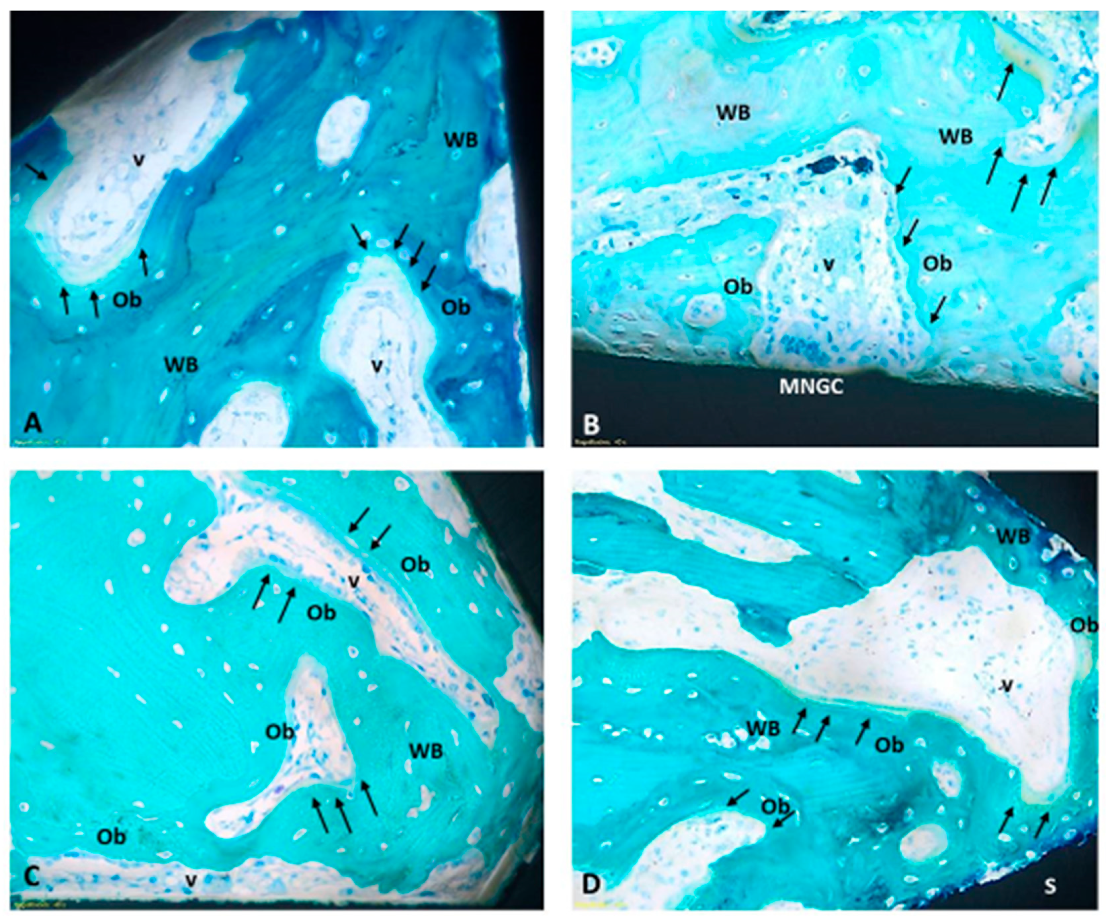 Jfb 15 00170 g005 Jfb 15 00170 g005