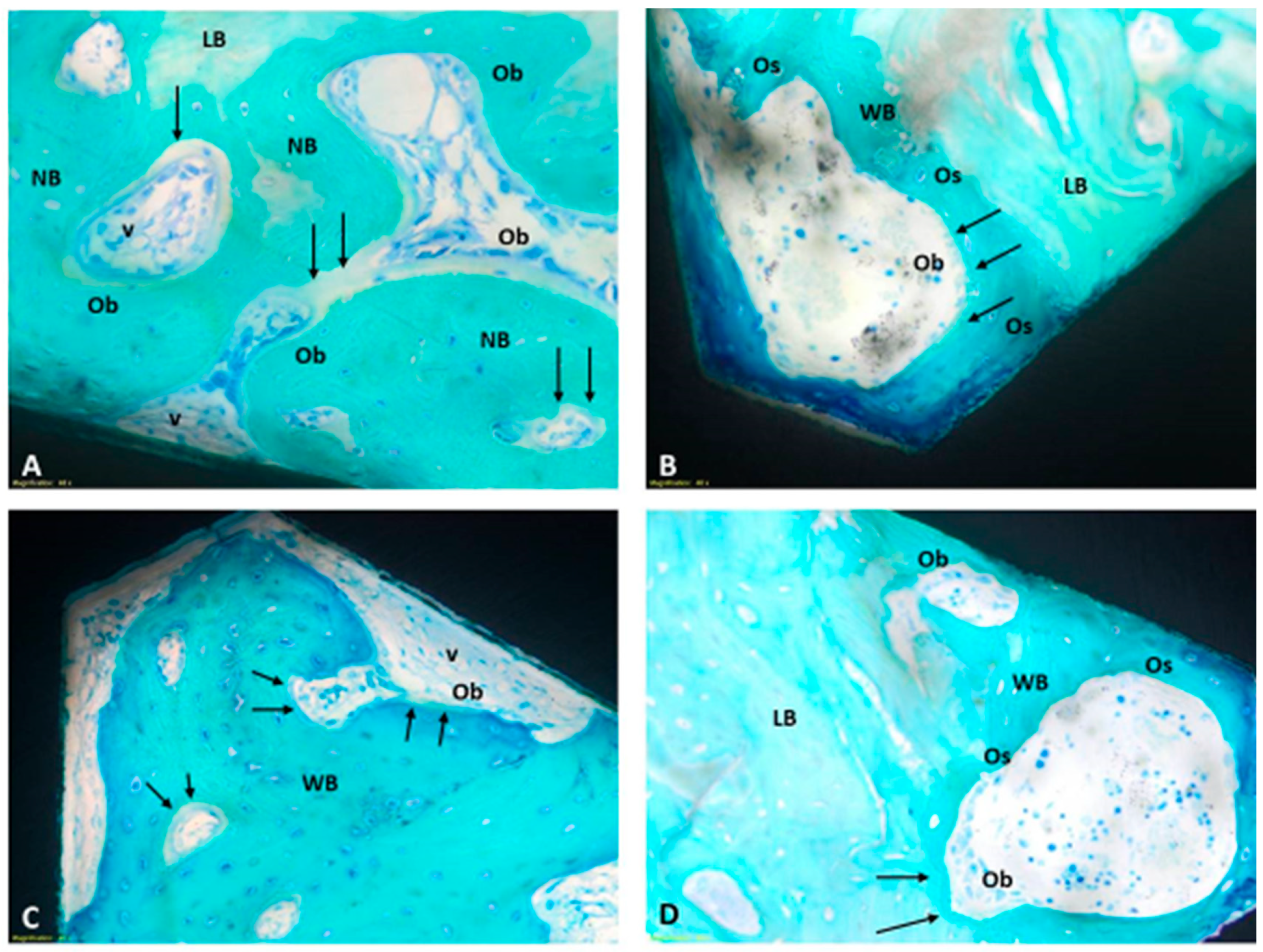 Jfb 15 00170 g006 Jfb 15 00170 g006