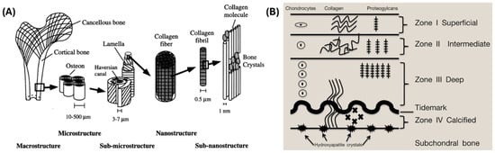 Functional Scaffolds For Bone Tissue Regeneration A Comprehensive Review Of Materials Methods