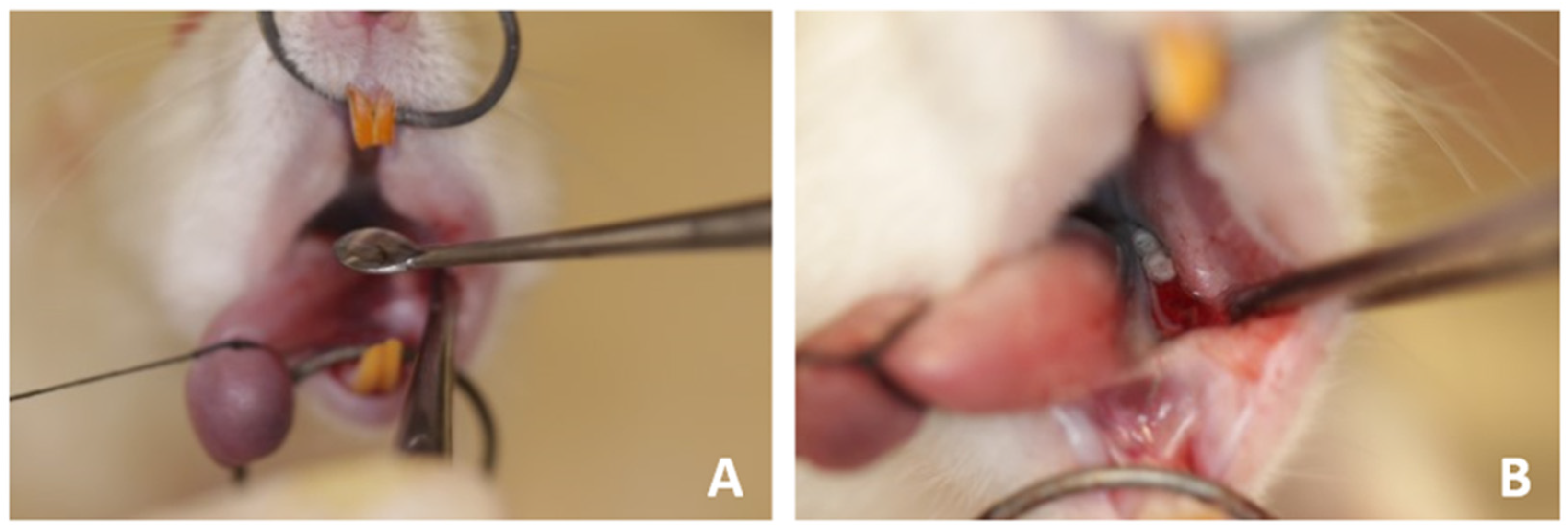 Jfb 15 00353 g001 Jfb 15 00353 g001