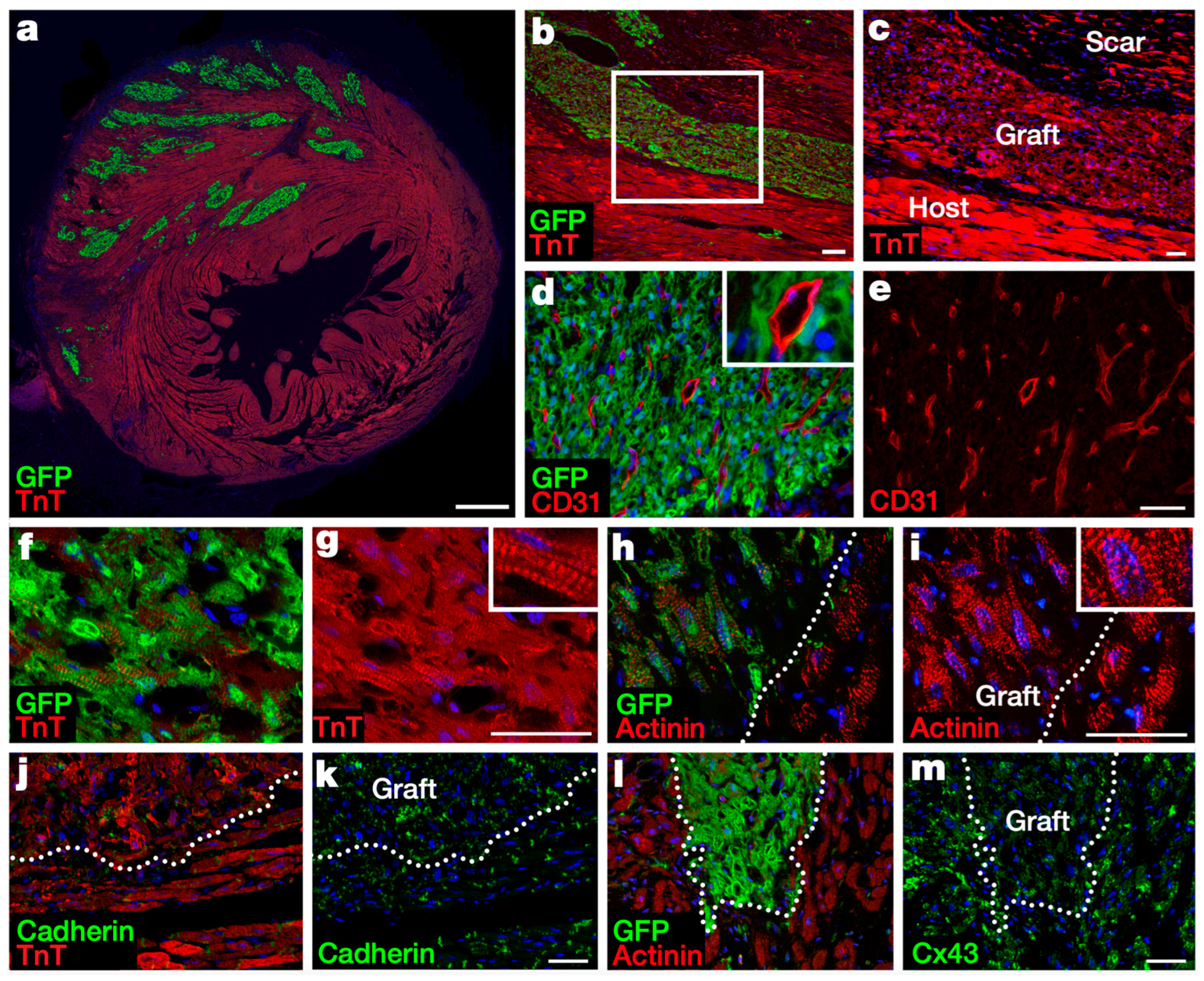 Jfb 16 00152 g002 Jfb 16 00152 g002