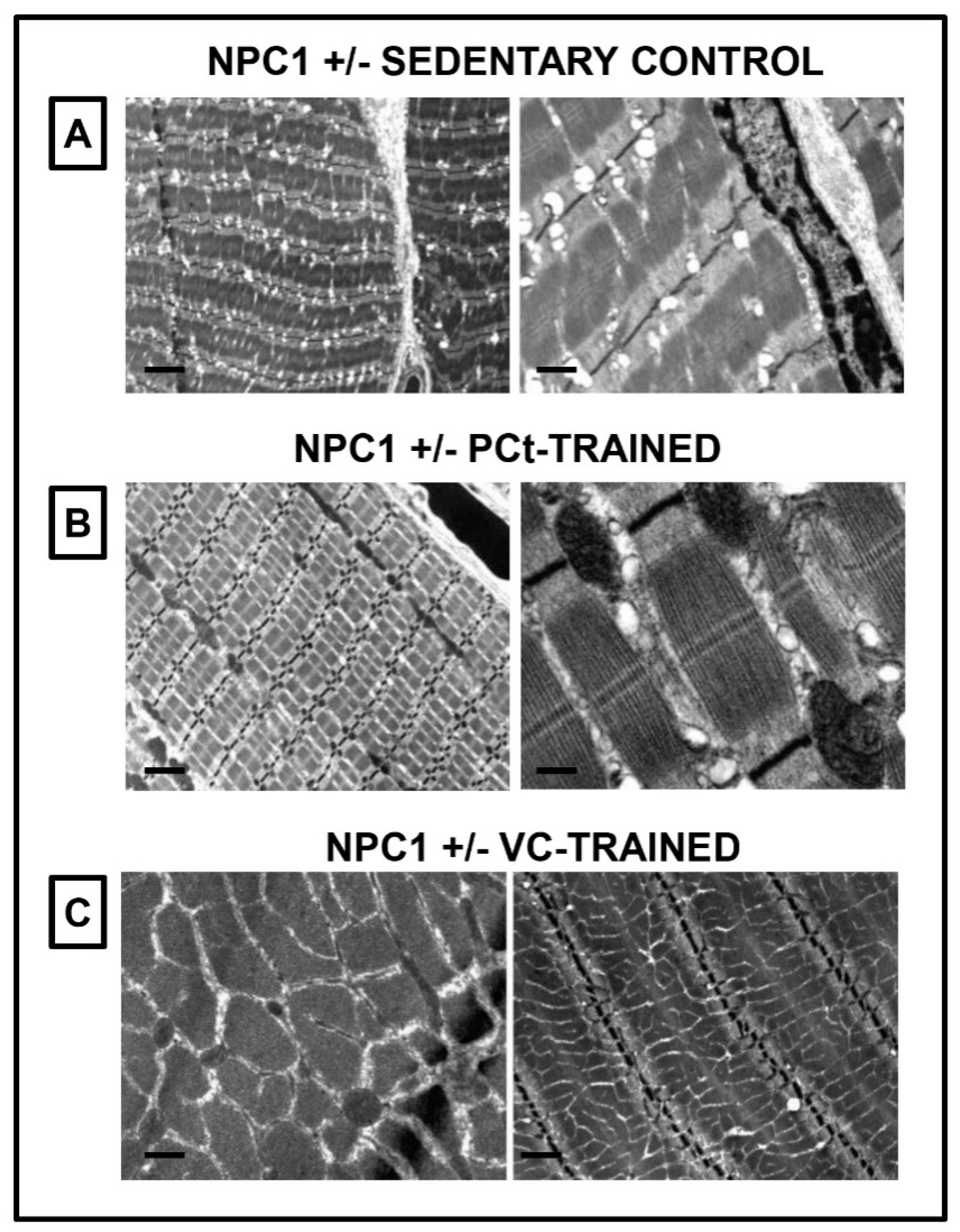 Jfmk 05 00053 g003 Jfmk 05 00053 g003