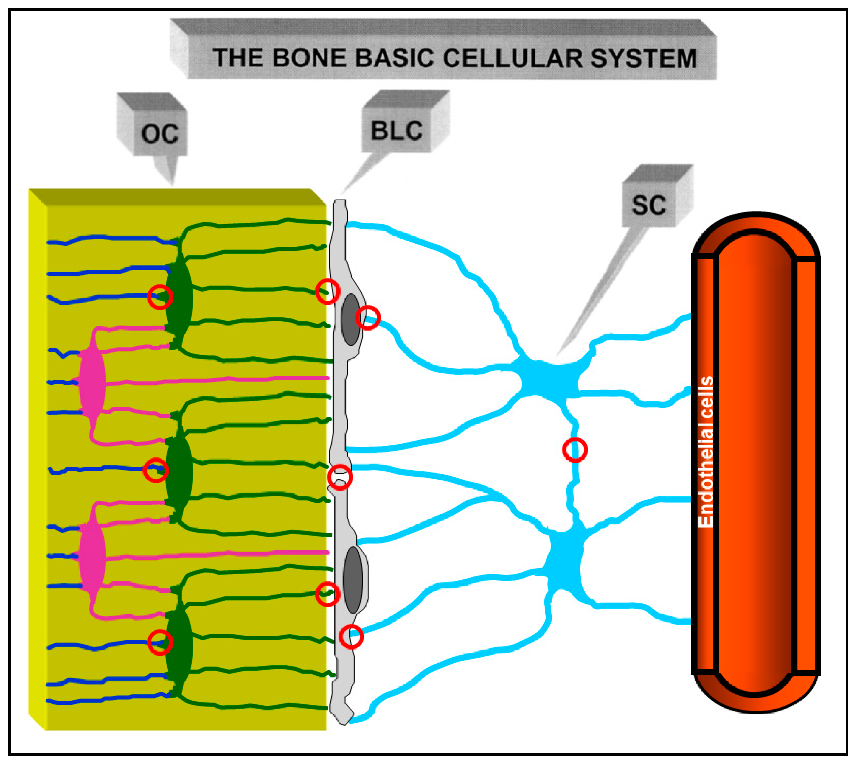 osteocyte cell diagram